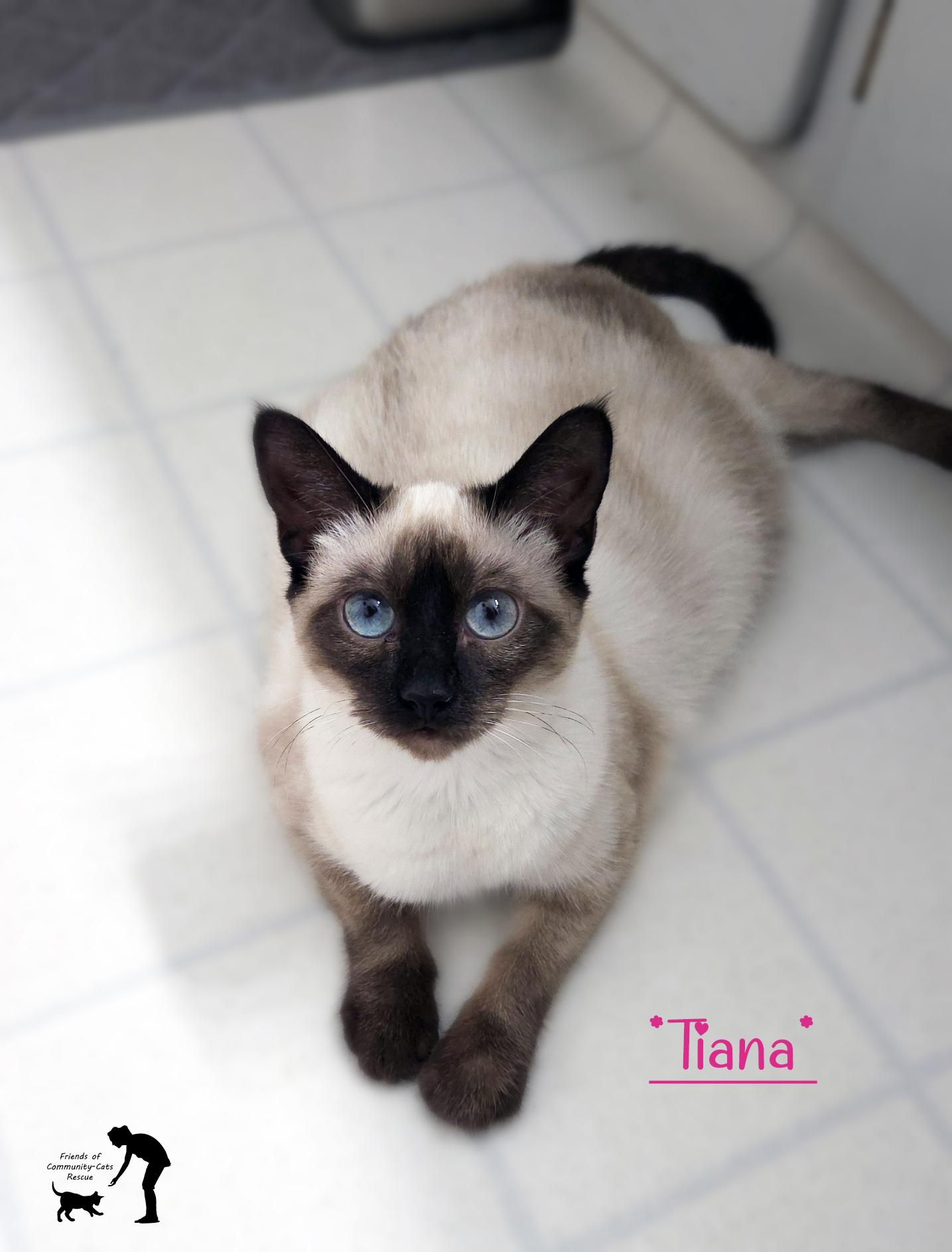Tiana, ADOPTABLE, Young Female Domestic Short Hair.