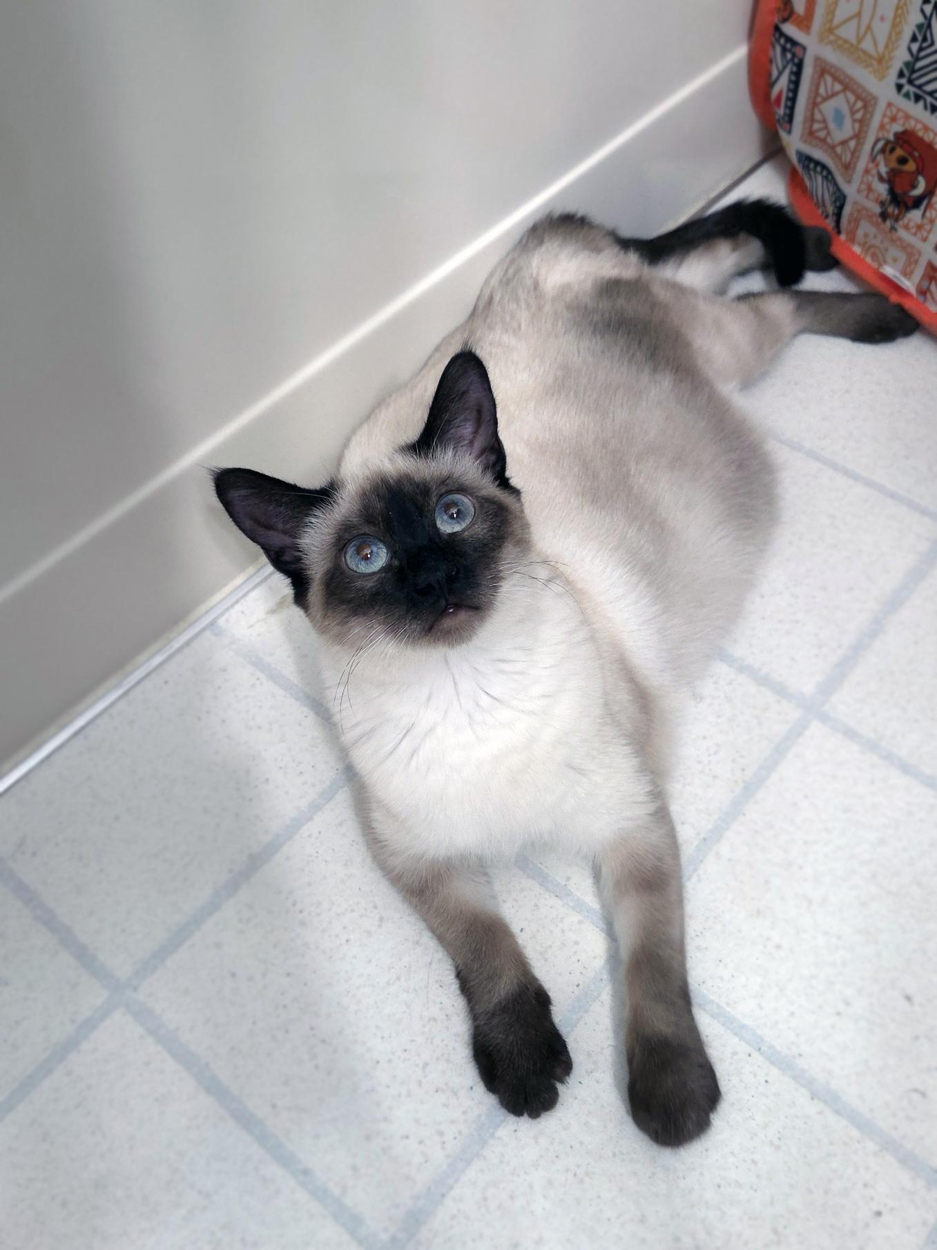 Enlarge Tiana, a ADOPTABLE Domestic Short Hair in Centerville, UT image 4/4