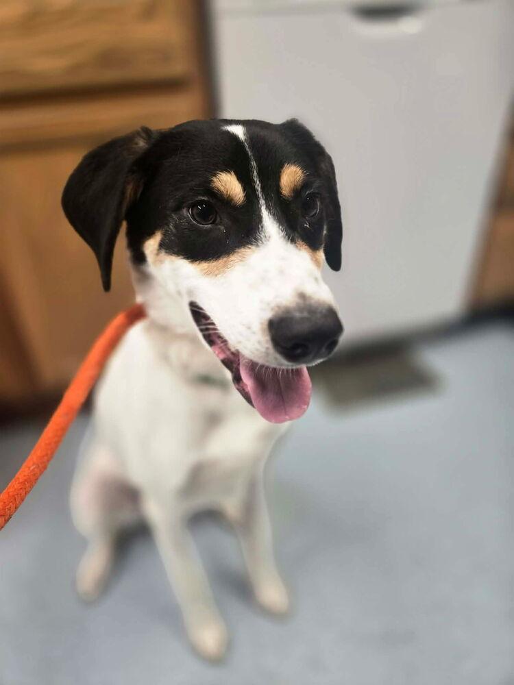 Pepper, Adoptable, Puppy Male Australian Shepherd.