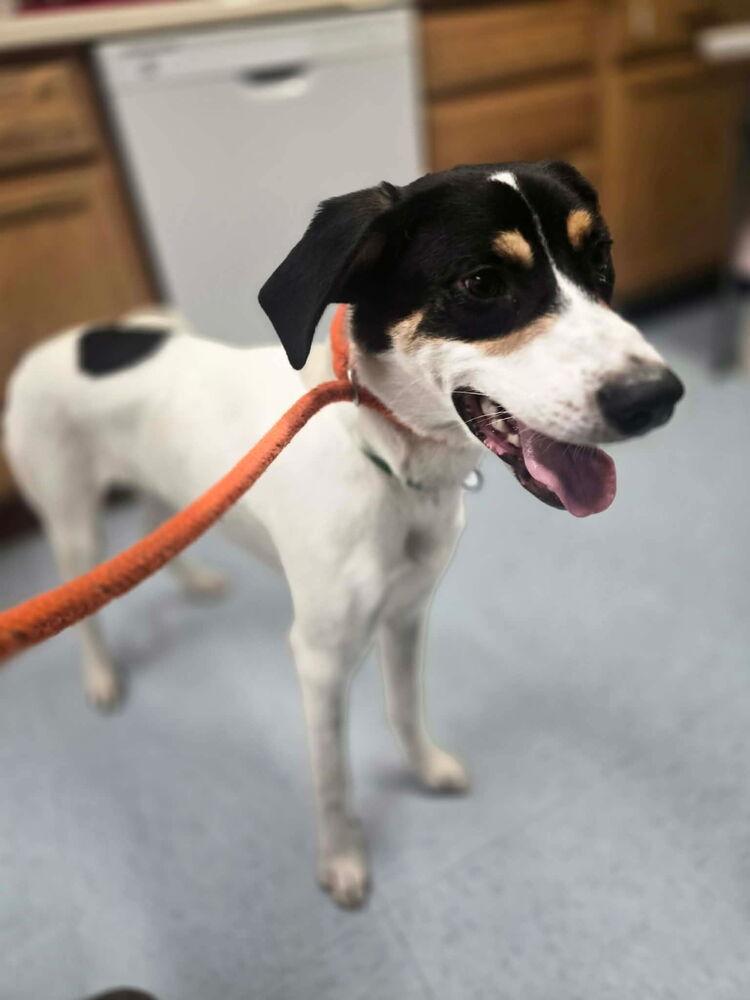 Enlarge Pepper, a Adoptable mixed breed in Irwin, PA image 2/3