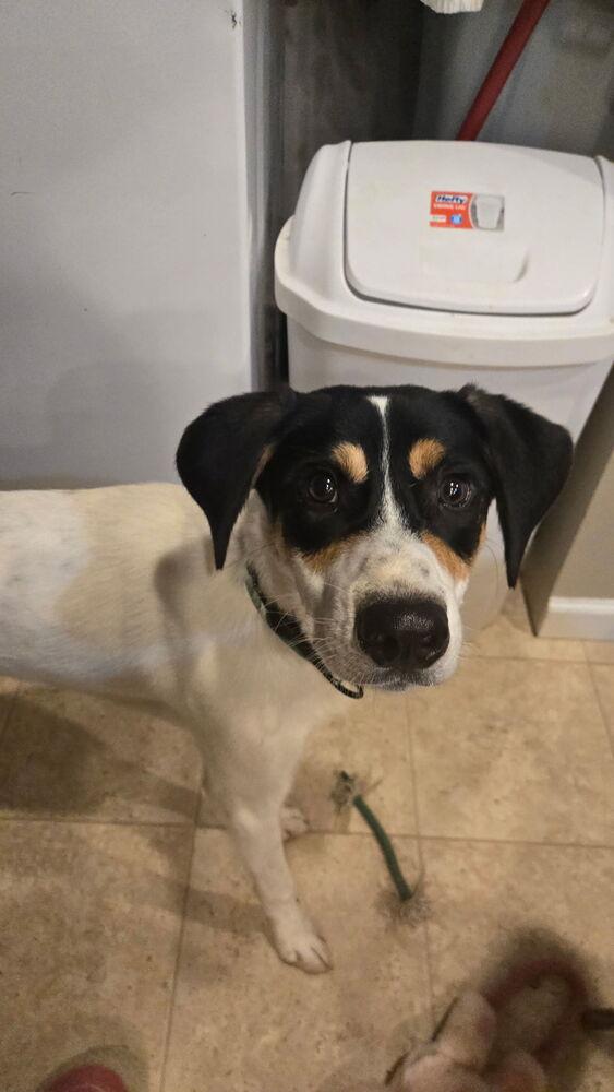 Enlarge Pepper, a Adoptable mixed breed in Irwin, PA image 3/3