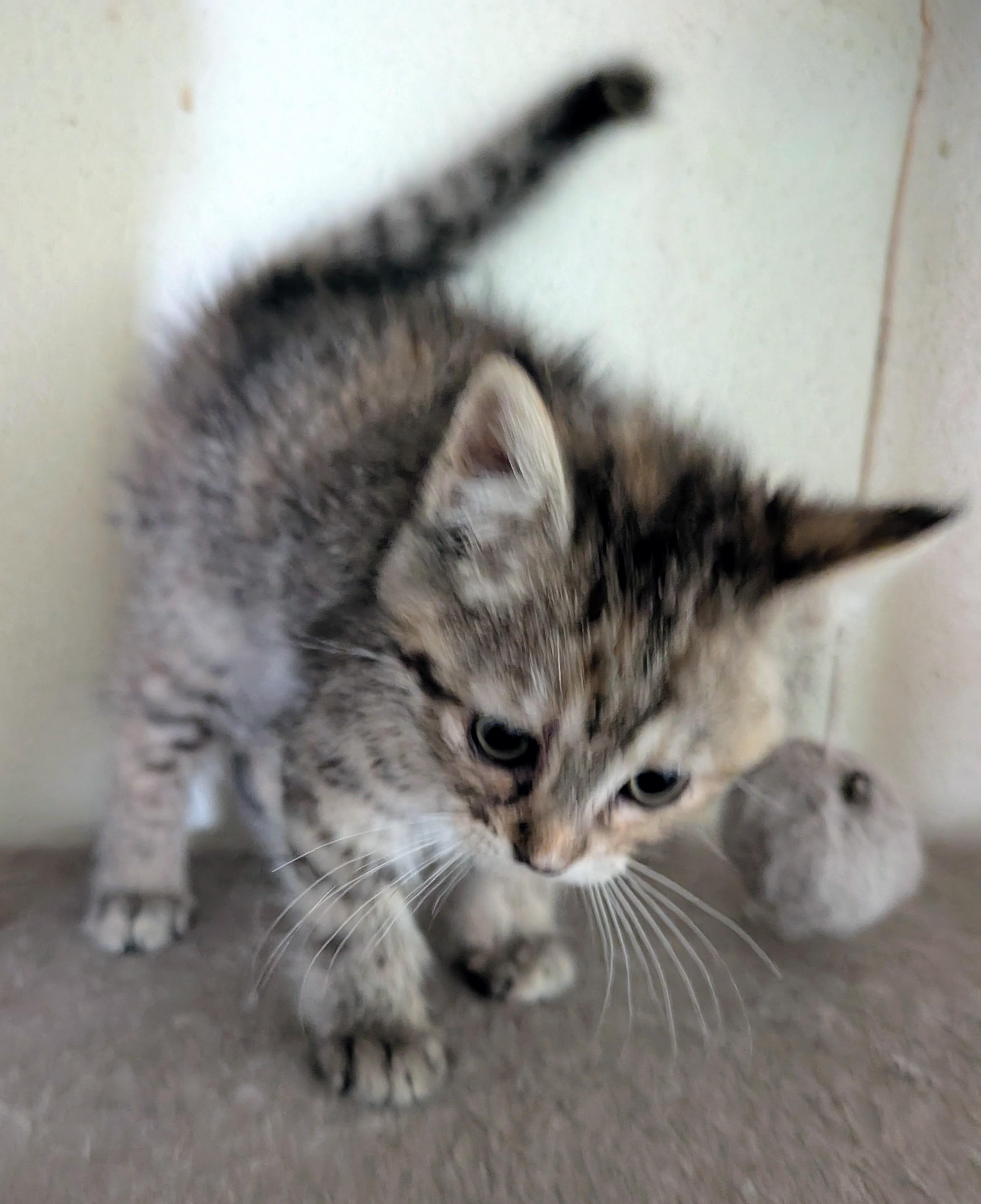 Sadie, adopted, Kitten Female Domestic Short Hair.