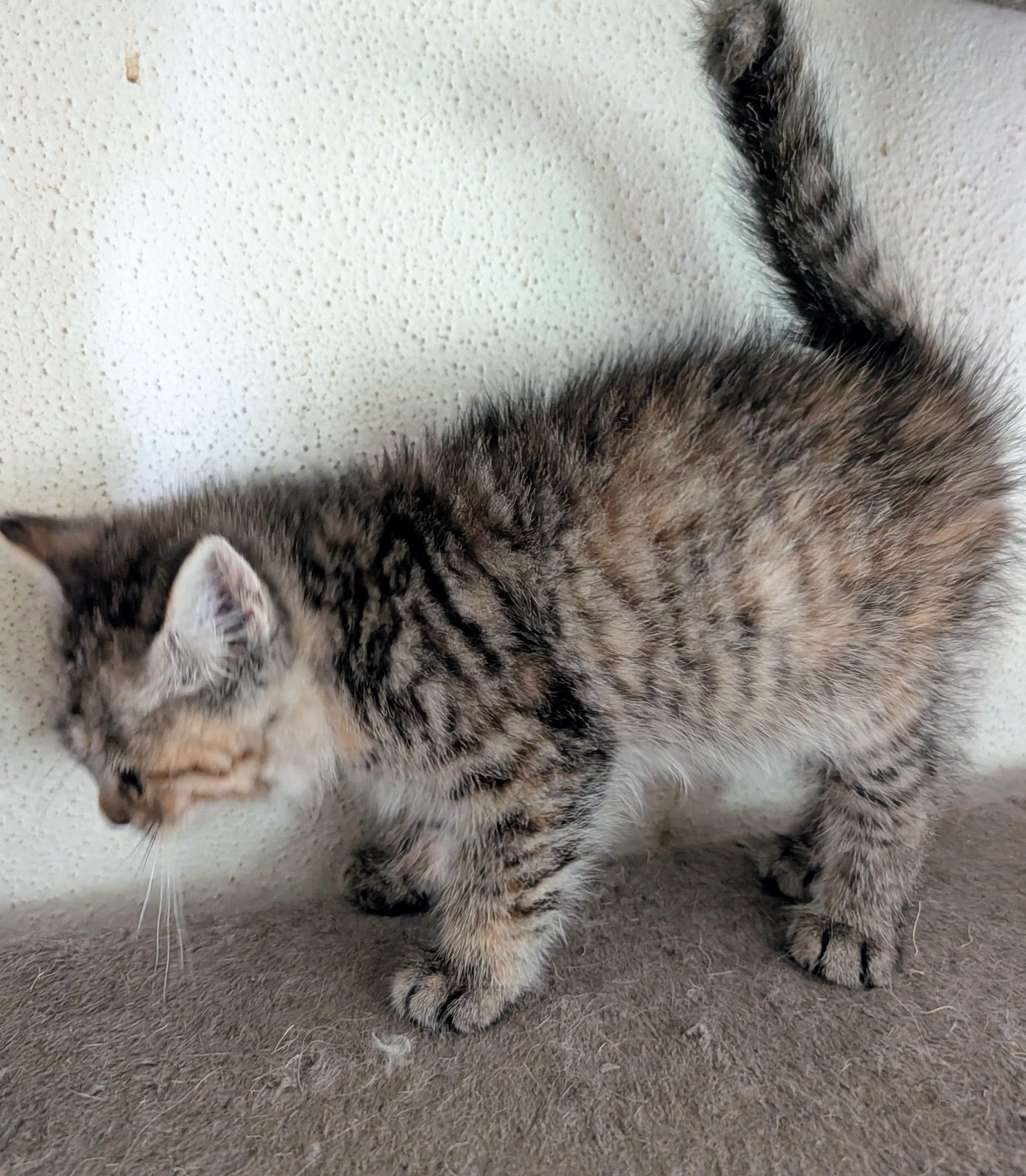 Sadie, an adopted mixed breed in Brainerd, MN image 3/4