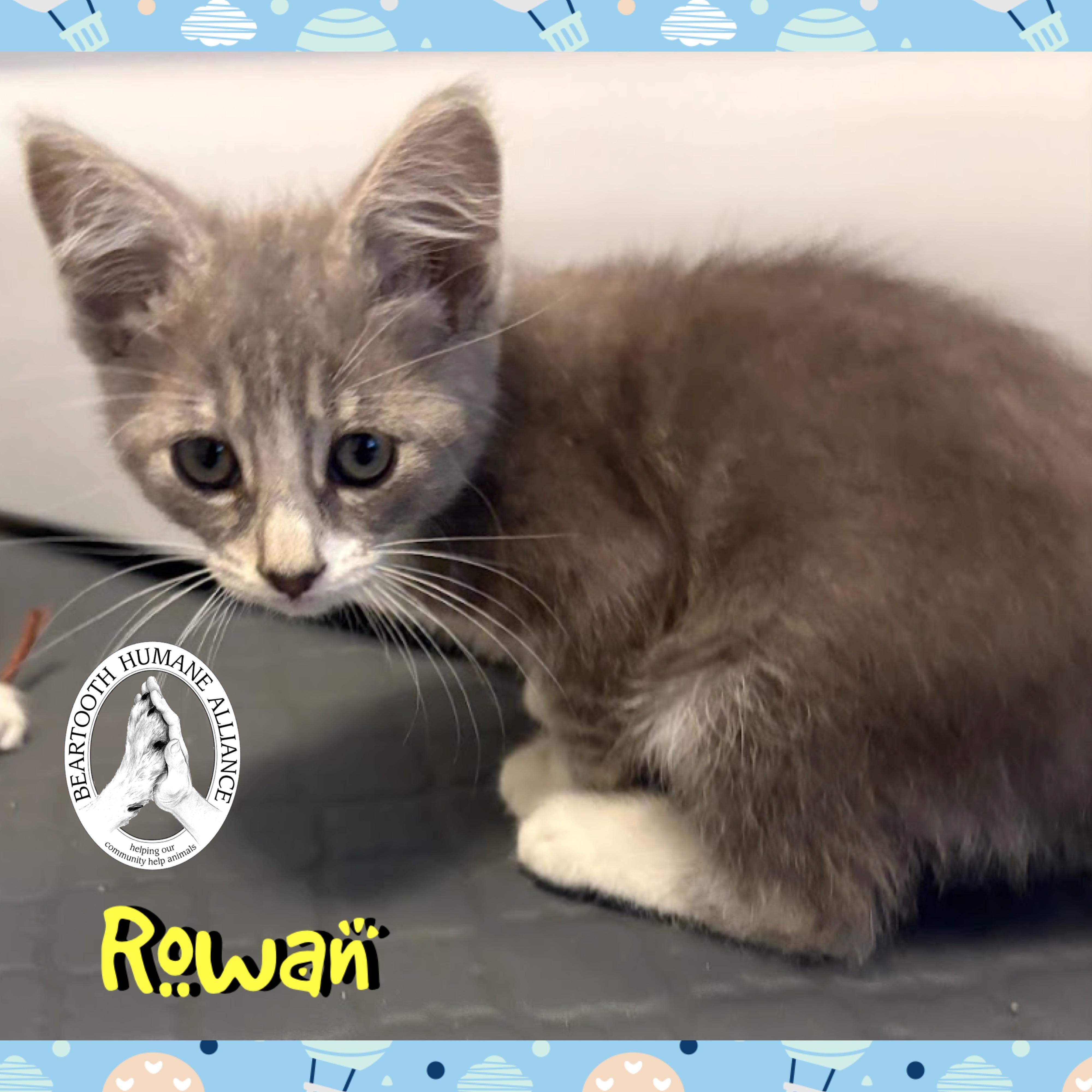 Rowan, Baby Male unknown