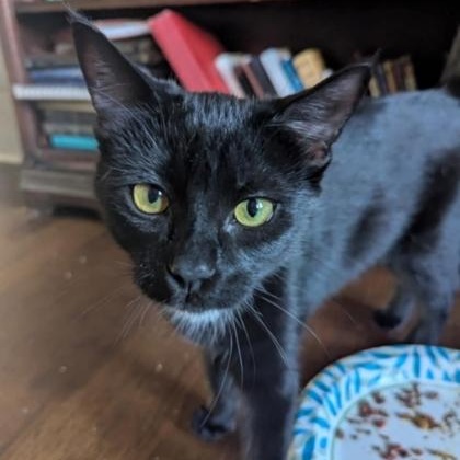 Enlarge Cassi, a Adoptable Domestic Short Hair in Warr Acres, OK image 2/2