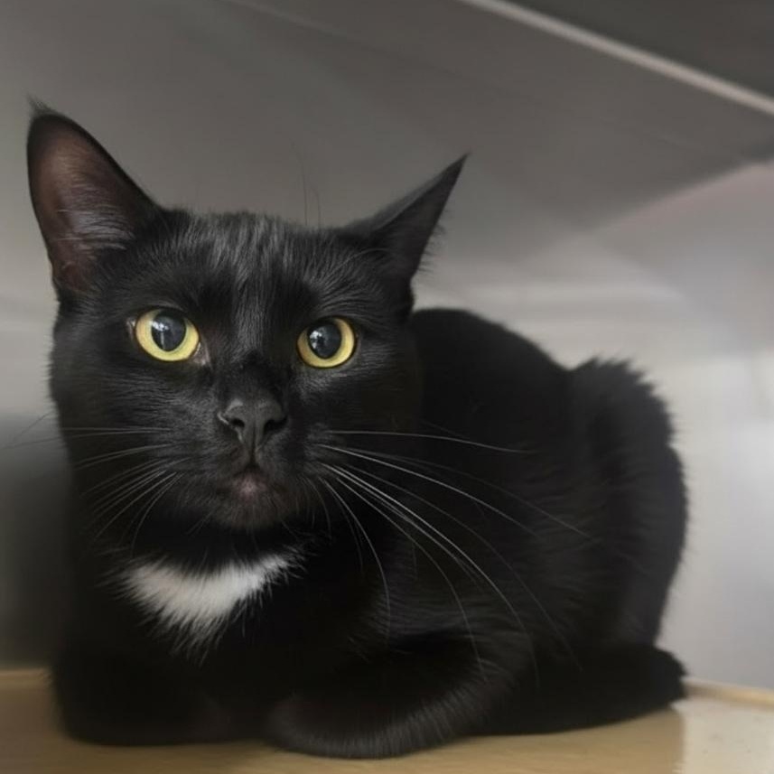 Cassi, Adoptable, Young Female Domestic Short Hair.