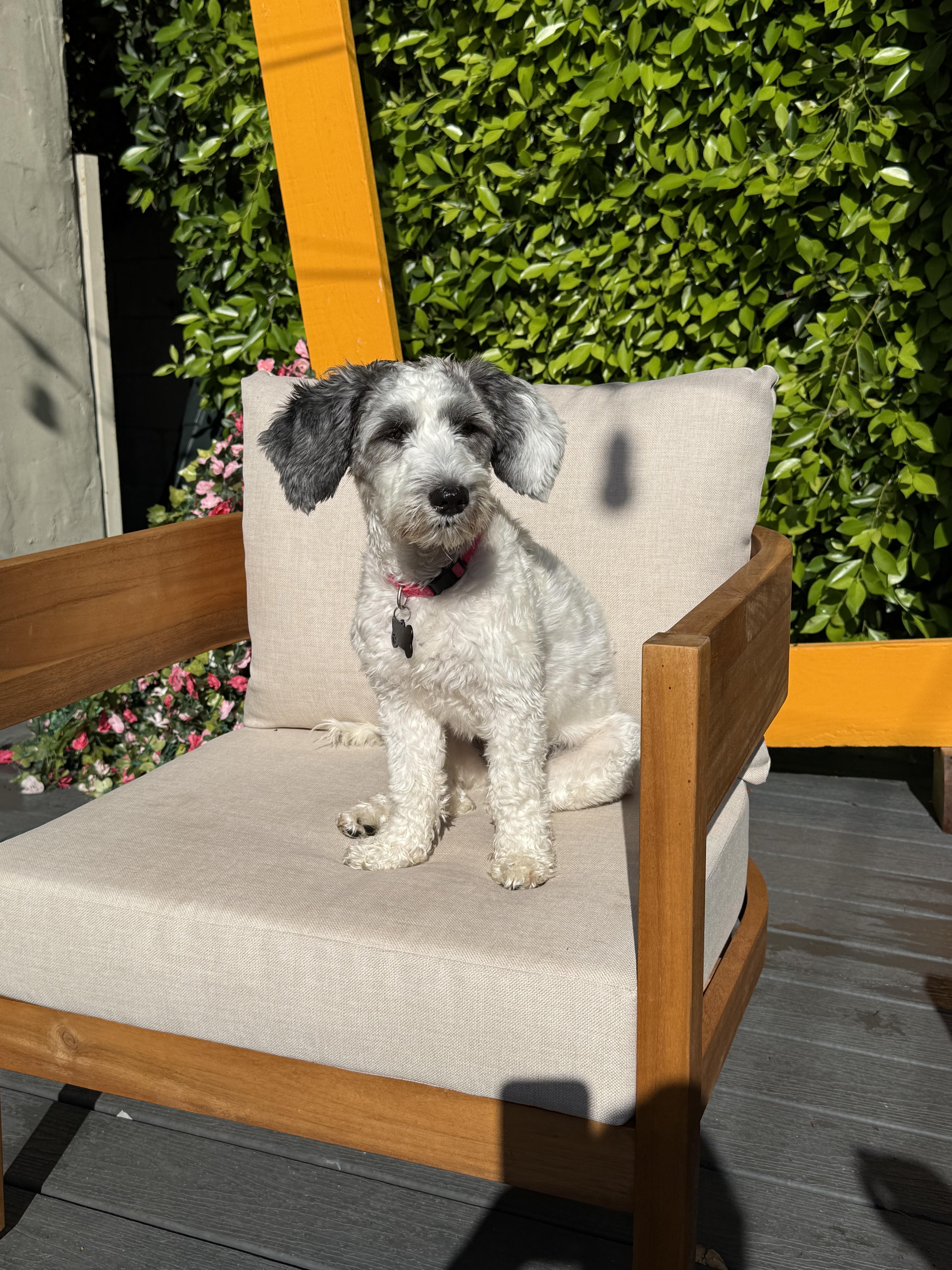 Romy, a Adopted mixed breed in Los Angeles, CA image 1/5