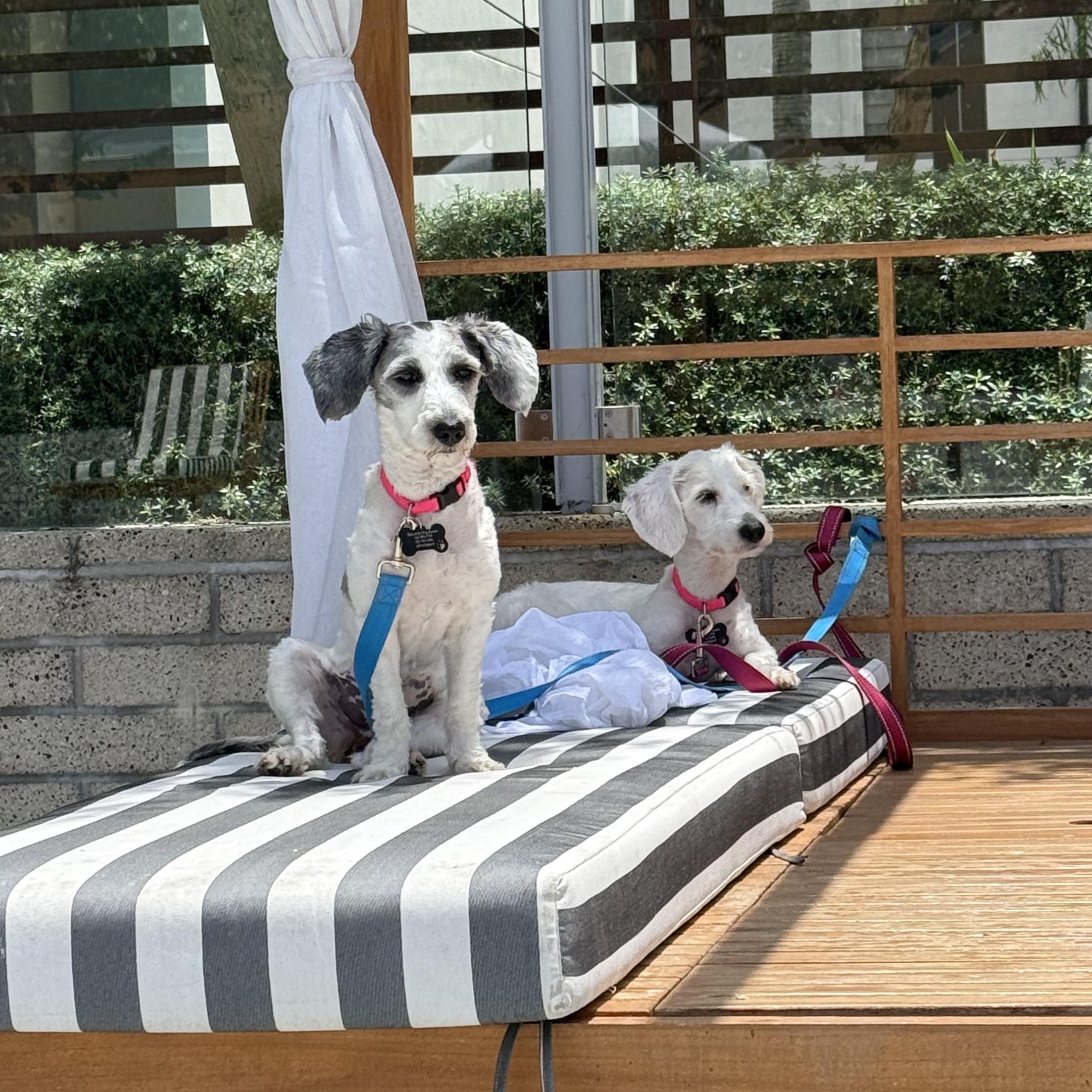 Romy, a Adopted mixed breed in Los Angeles, CA image 4/5