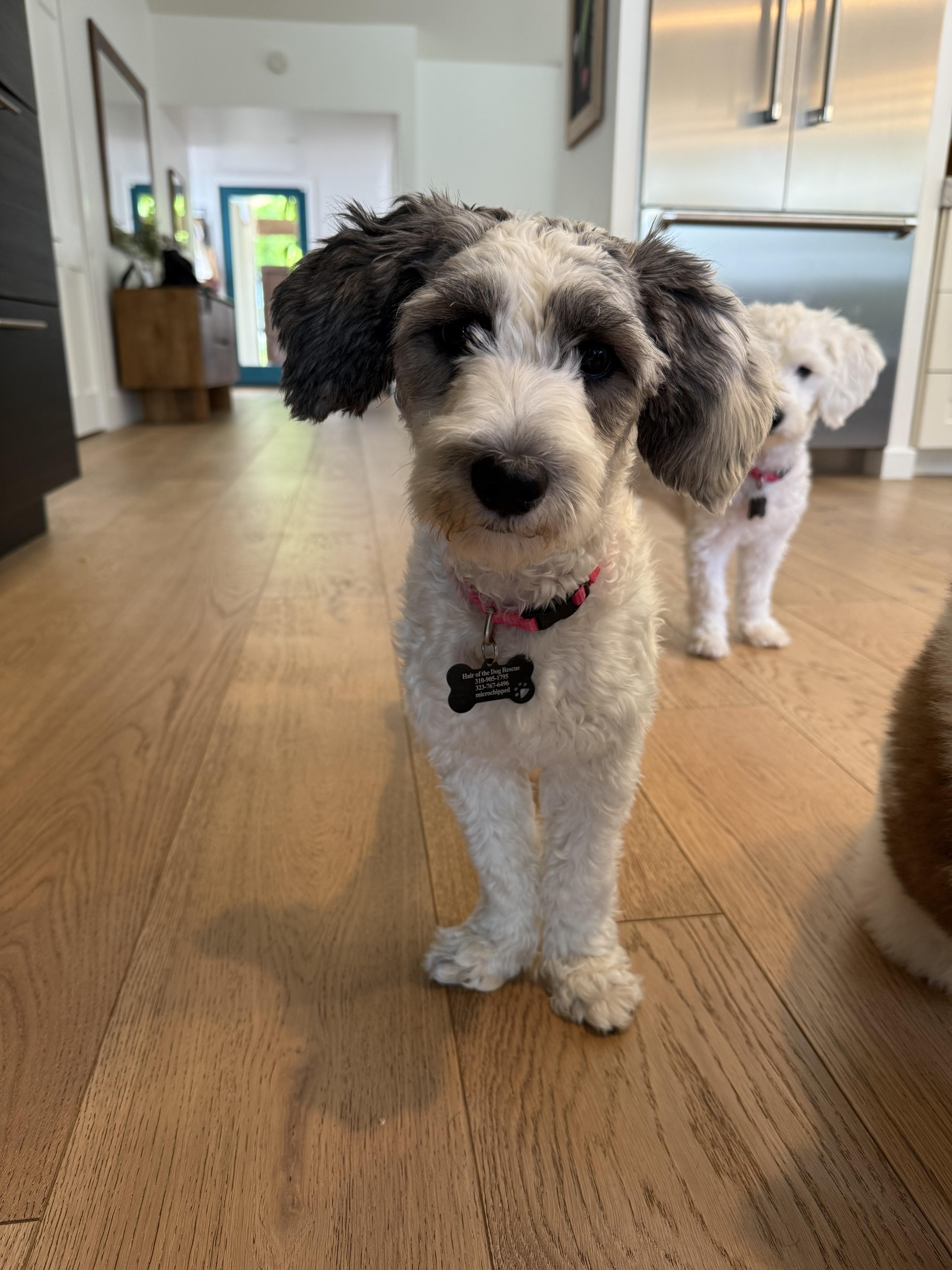 Romy, a Adopted mixed breed in Los Angeles, CA image 2/5