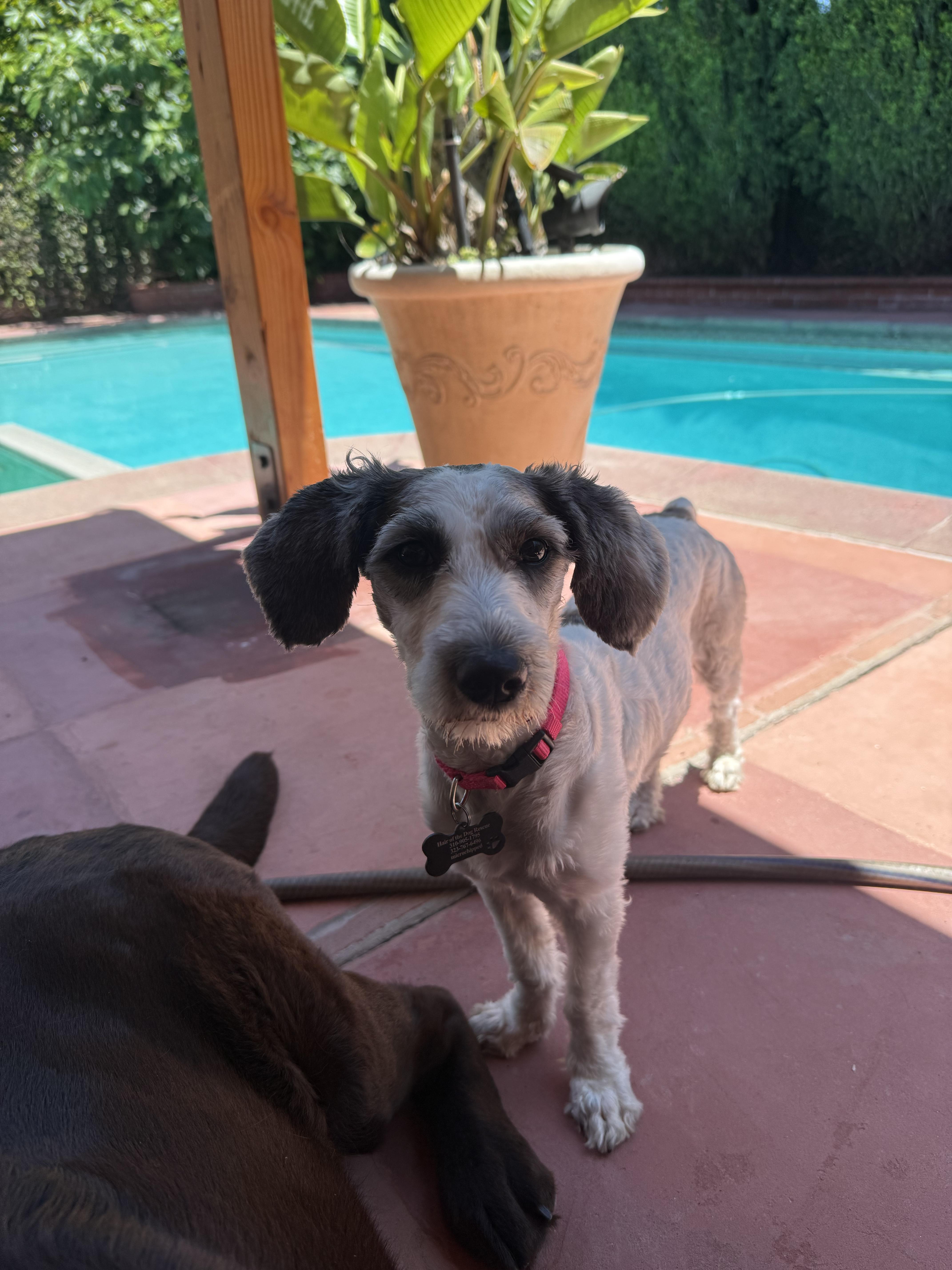 Romy, a Adopted mixed breed in Los Angeles, CA image 5/5