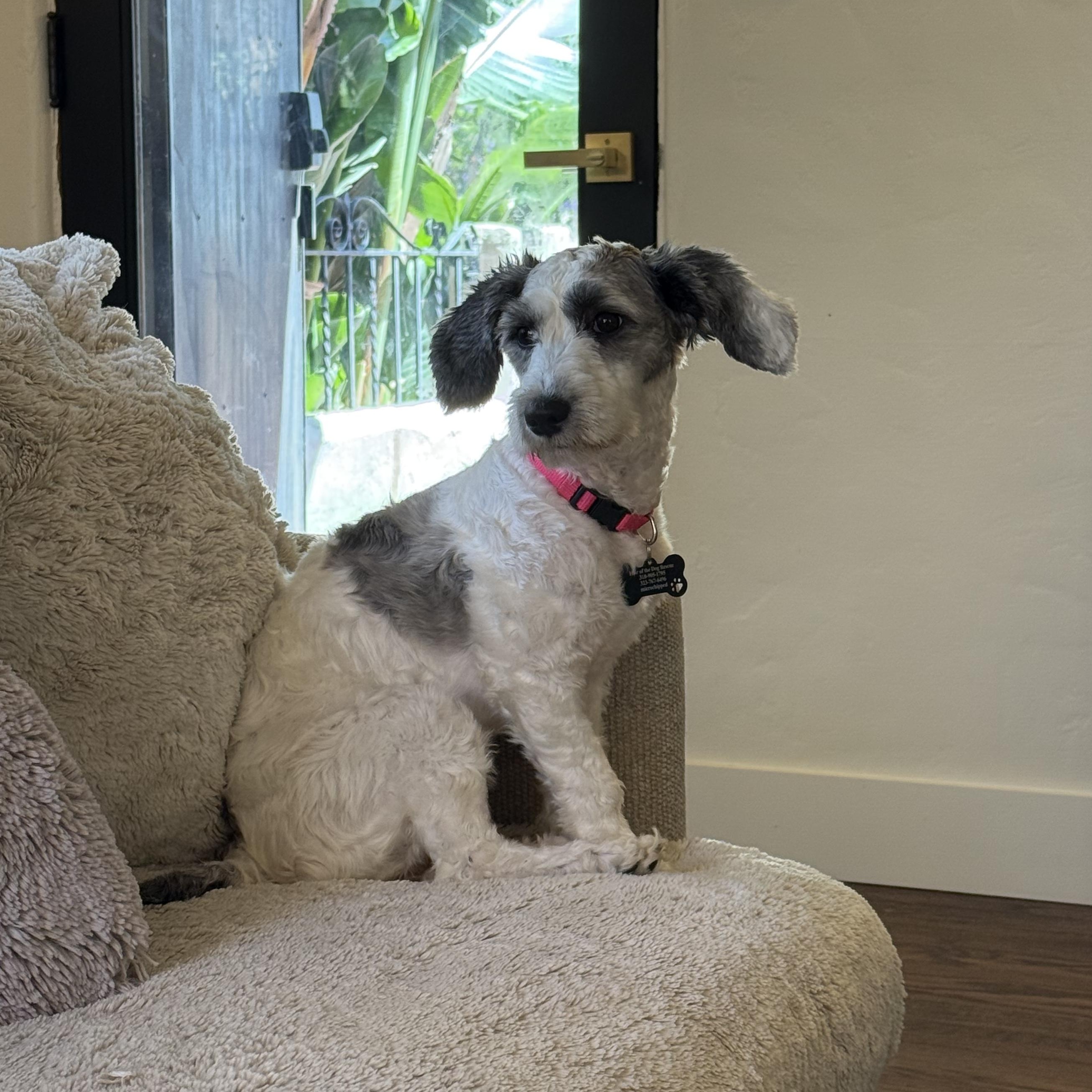 Romy, a Adopted mixed breed in Los Angeles, CA image 3/5