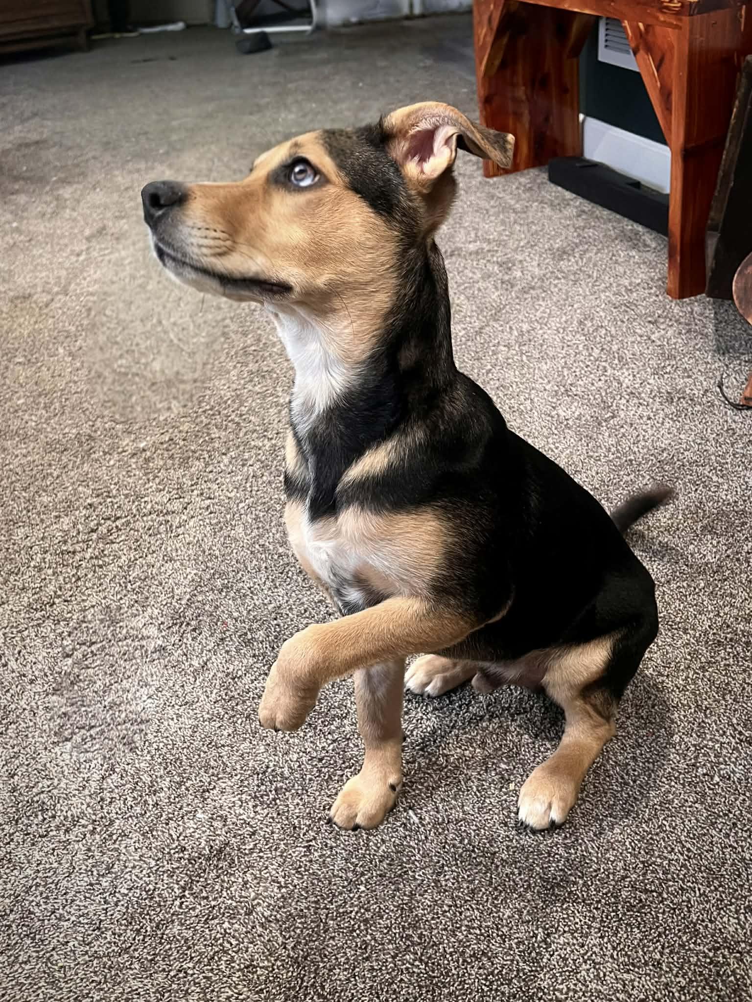 Billy, Adoptable, Young Male Mixed Breed.