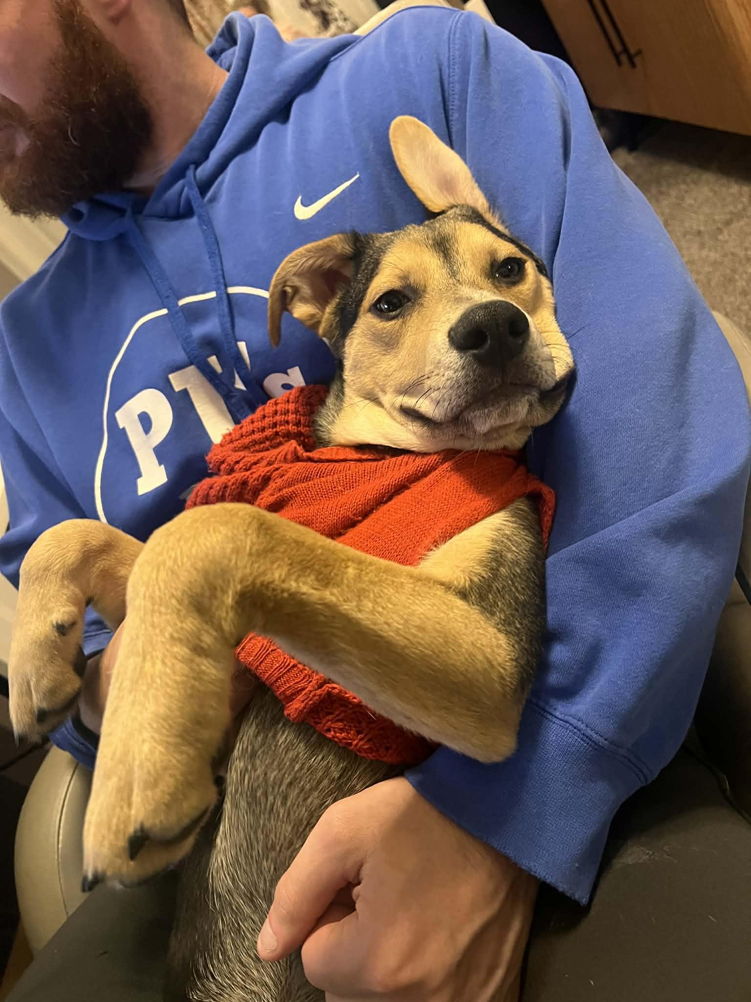 Enlarge Billy, a Adoptable Mixed Breed in Coralville, IA image 2/3