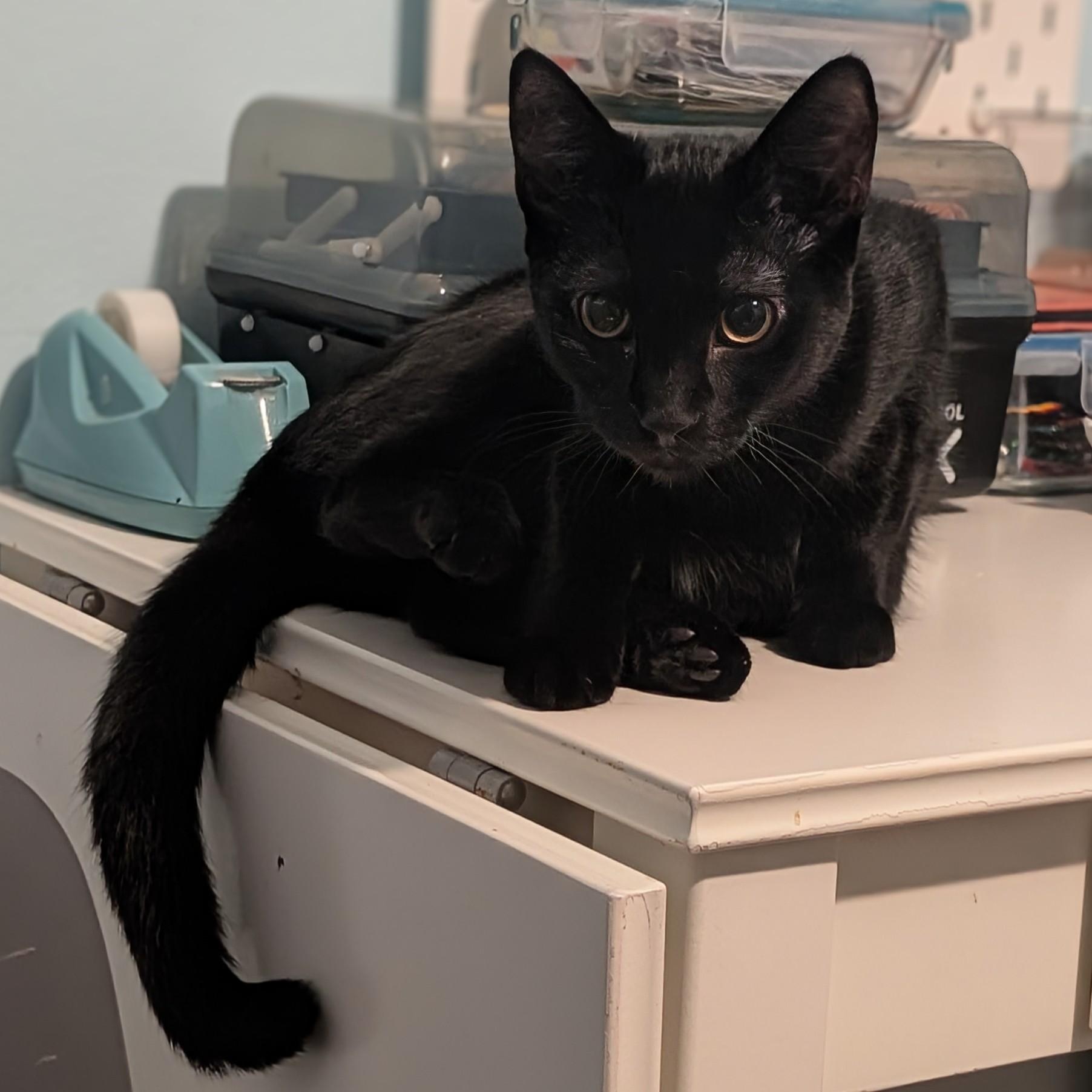 Inari Kitsune - Older Kitten Discount, a Adoptable Domestic Short Hair in Portland, OR image 1/3