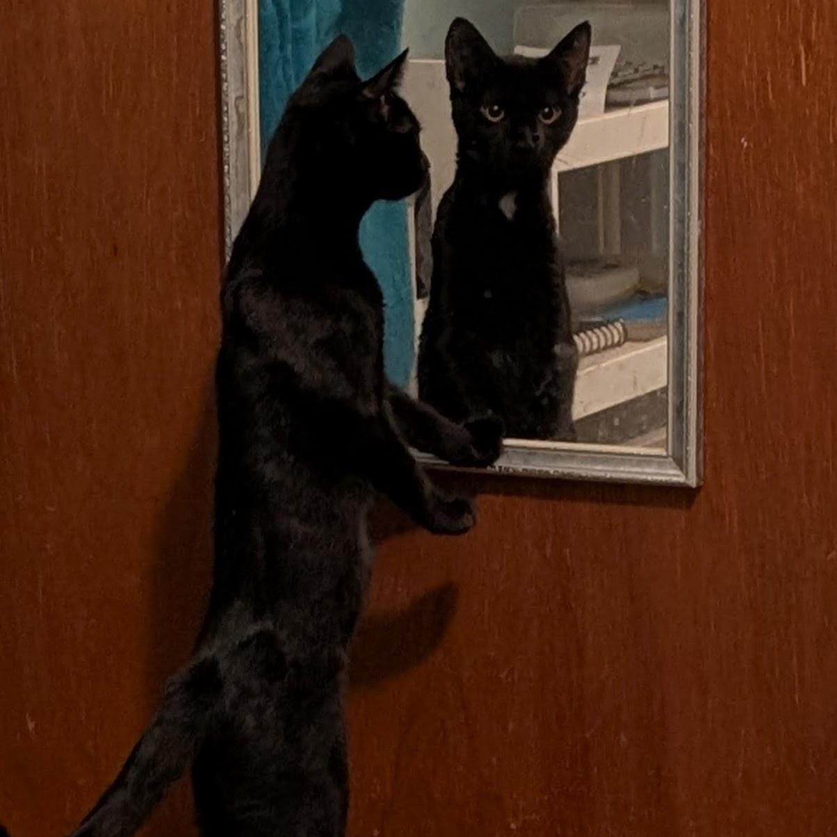 Inari Kitsune - Older Kitten Discount, a Adoptable Domestic Short Hair in Portland, OR image 2/3