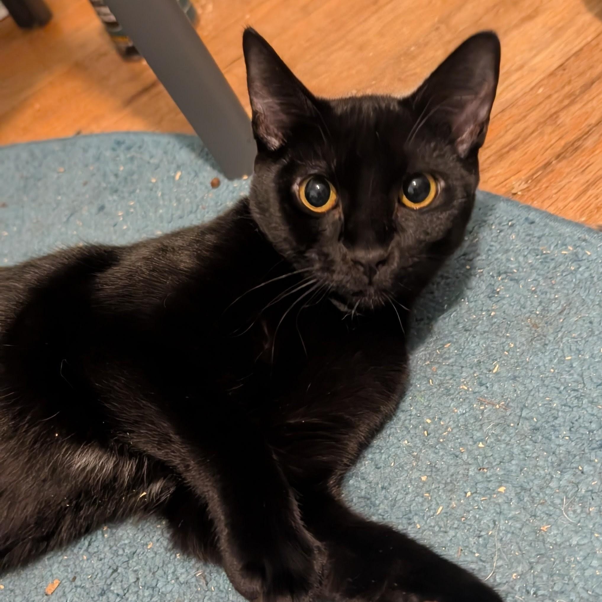 Inari Kitsune - Older Kitten Discount, a Adoptable Domestic Short Hair in Portland, OR image 3/3