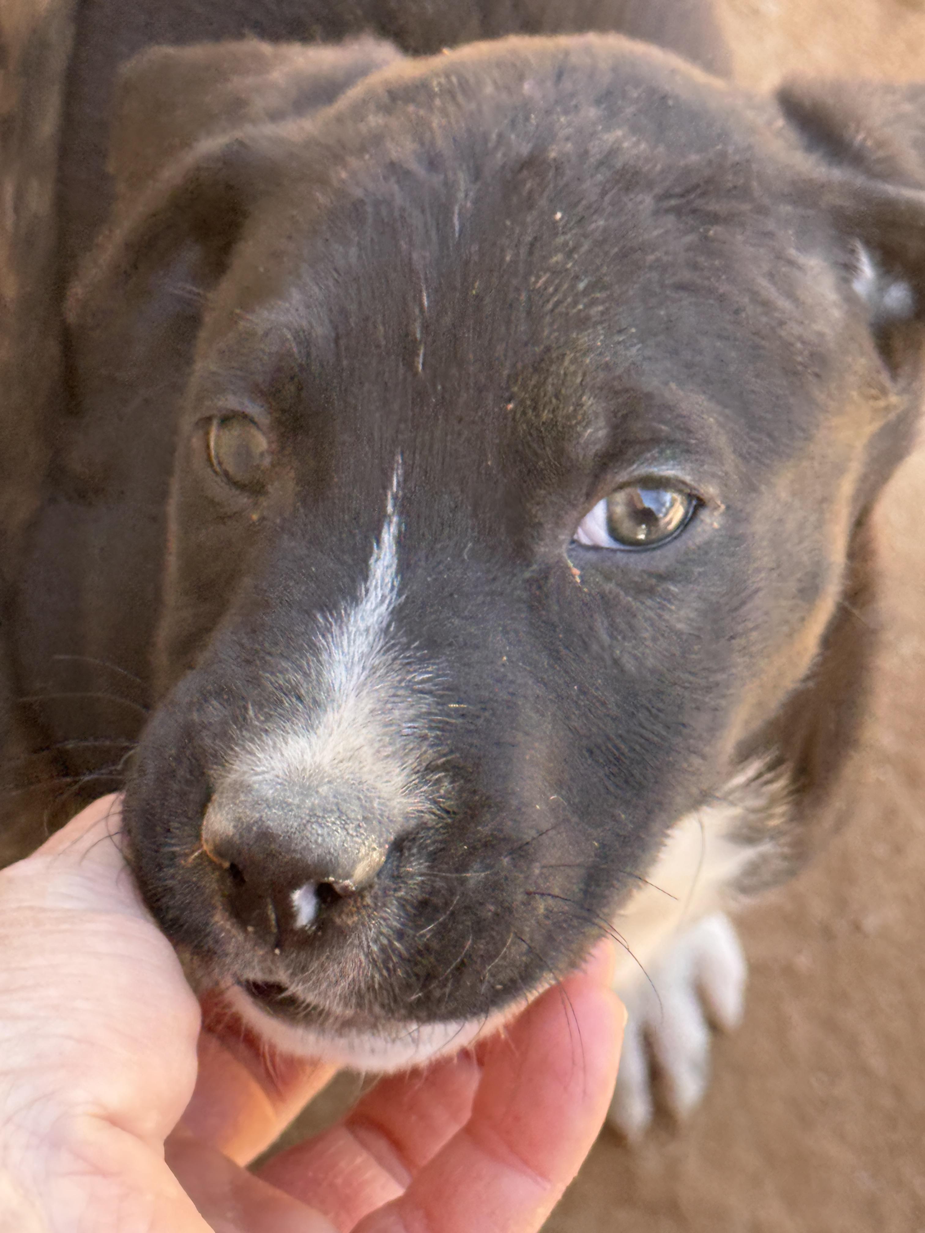 Munchkin (The Munchkin Litter), Adoptable, Puppy Male Dutch Shepherd & Labrador Retriever.