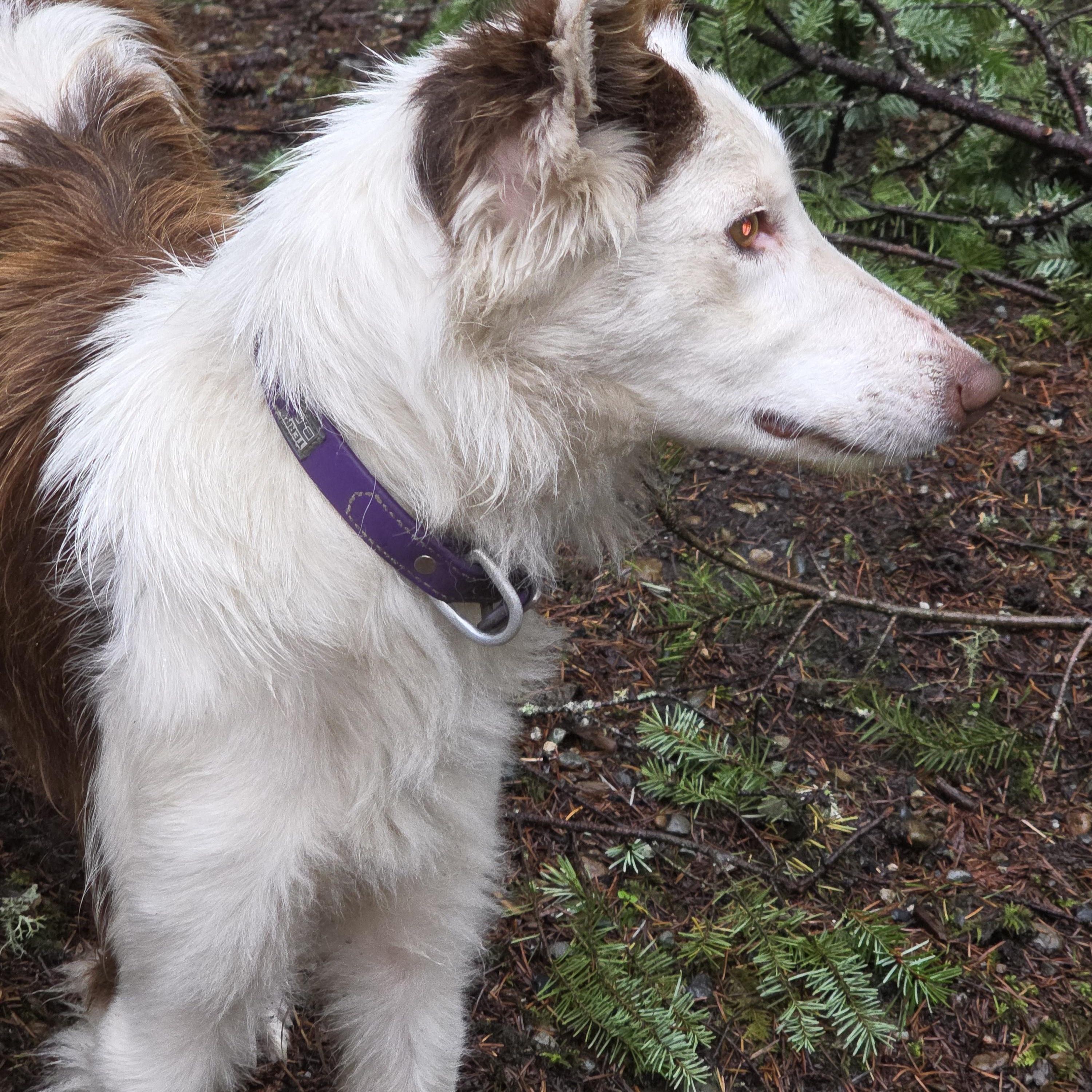 Enlarge Millie, an adopted mixed breed in AUBURN, WA image 1/4