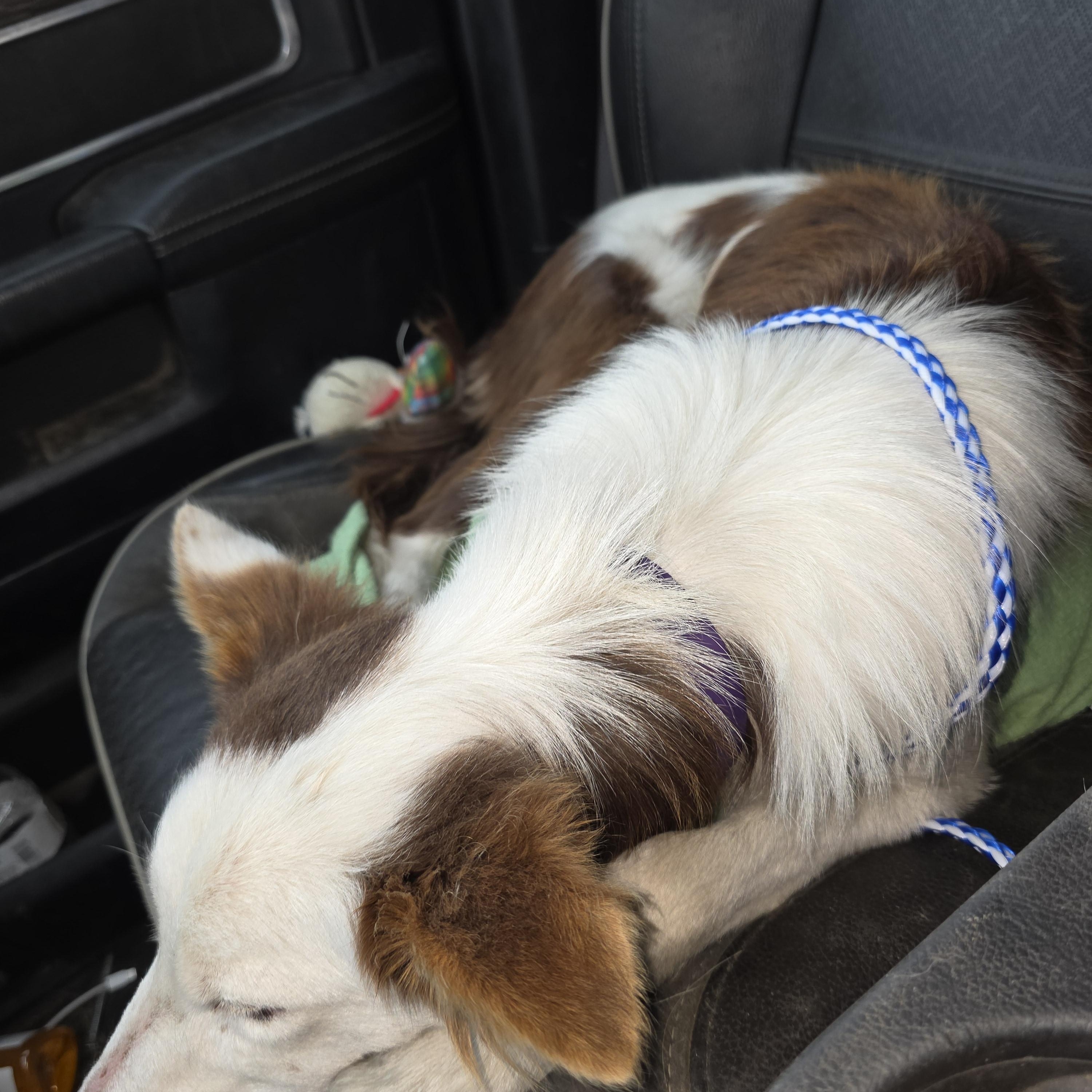 Enlarge Millie, an adopted mixed breed in AUBURN, WA image 2/4