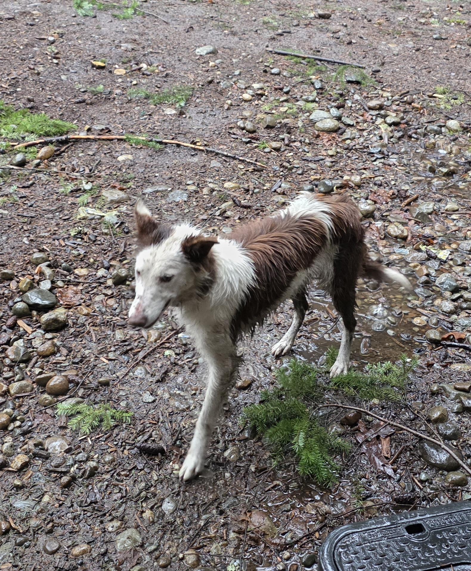 Enlarge Millie, an adopted mixed breed in AUBURN, WA image 3/4
