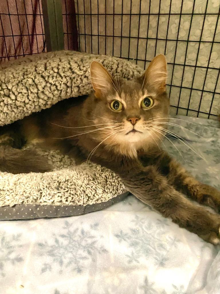 Delilah, Adoptable, Adult Female Domestic Short Hair.