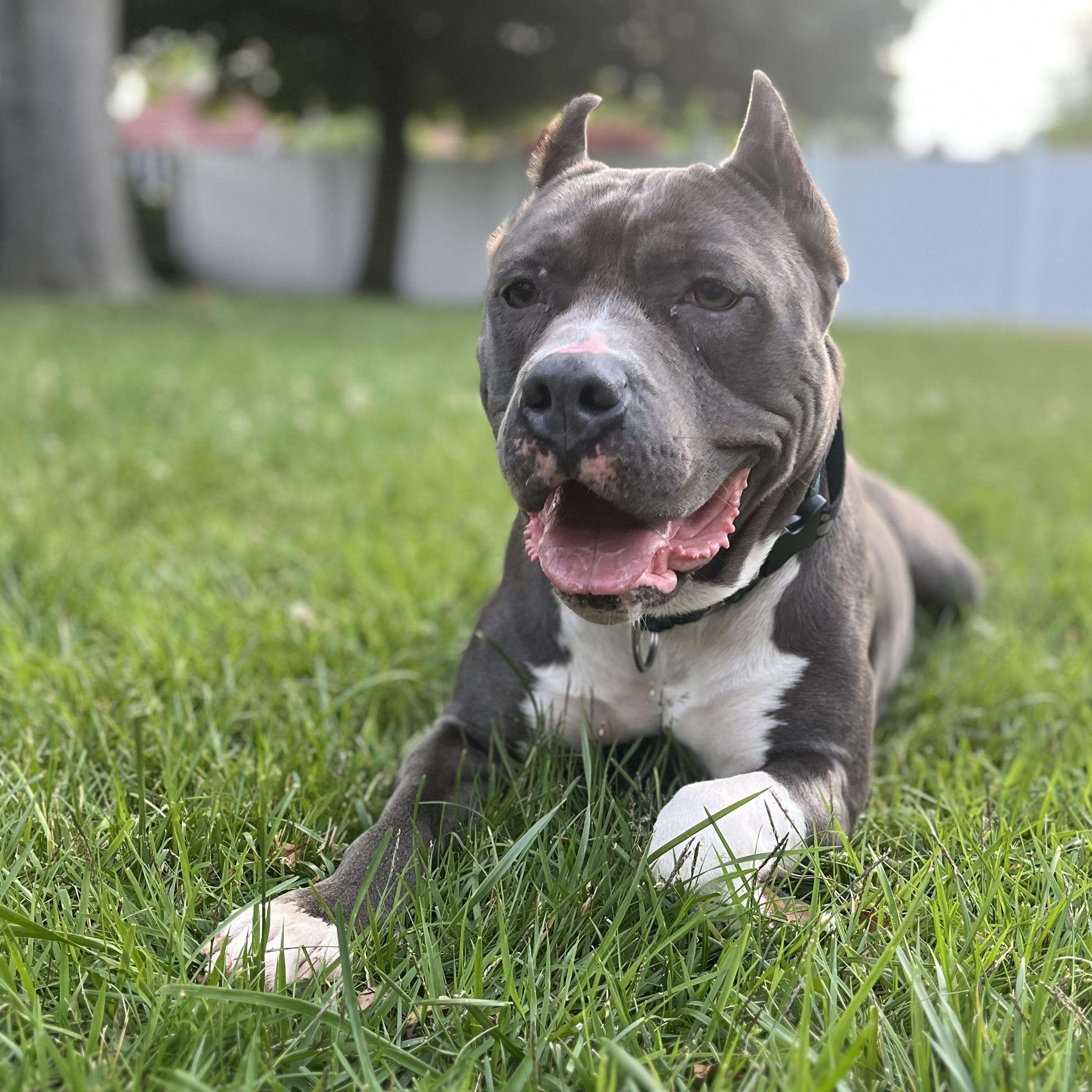 NINA the cuddle queen, a Adoptable American Bully in Cornwall on Hudson, NY image 1/6