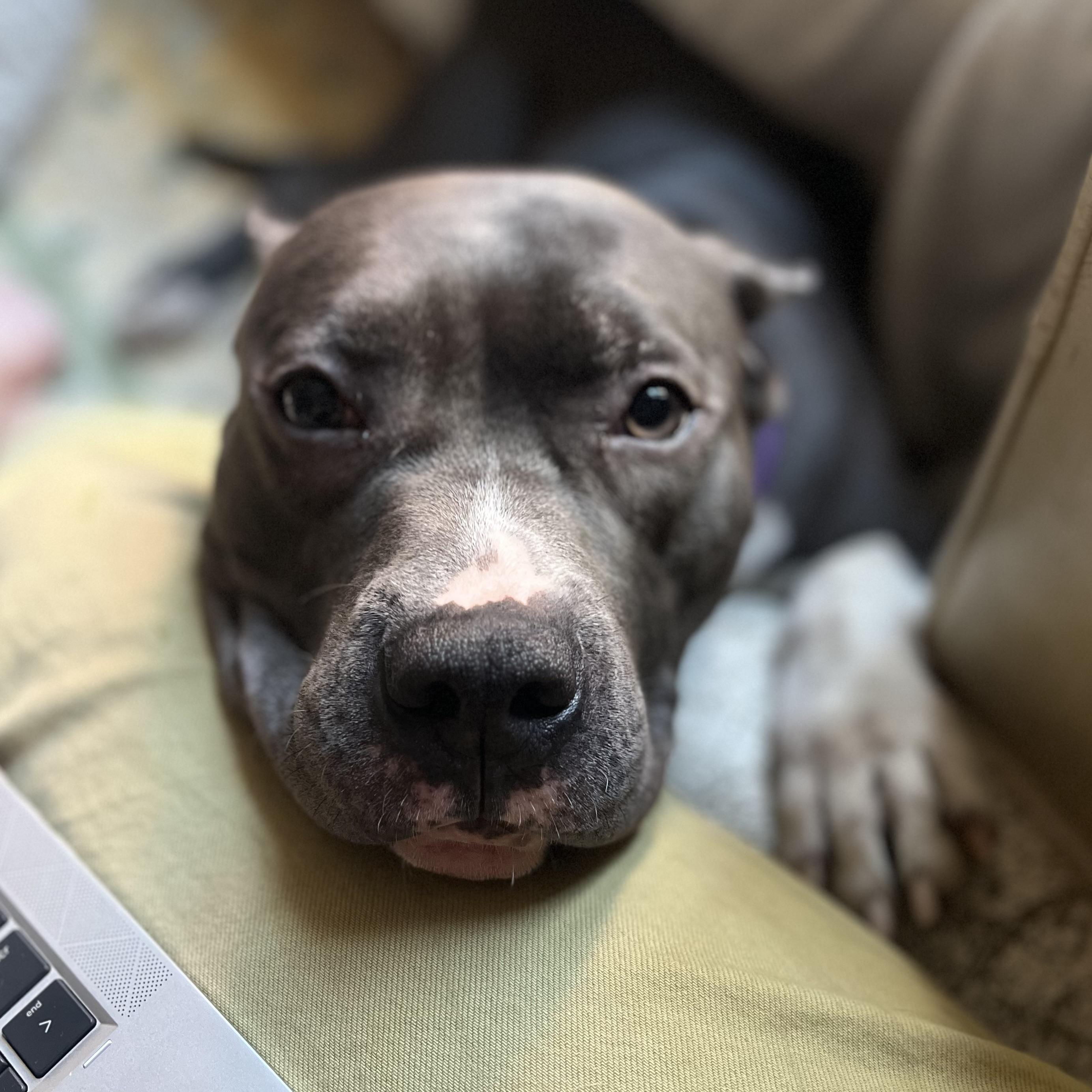 NINA the cuddle queen, a Adoptable American Bully in Cornwall on Hudson, NY image 2/6