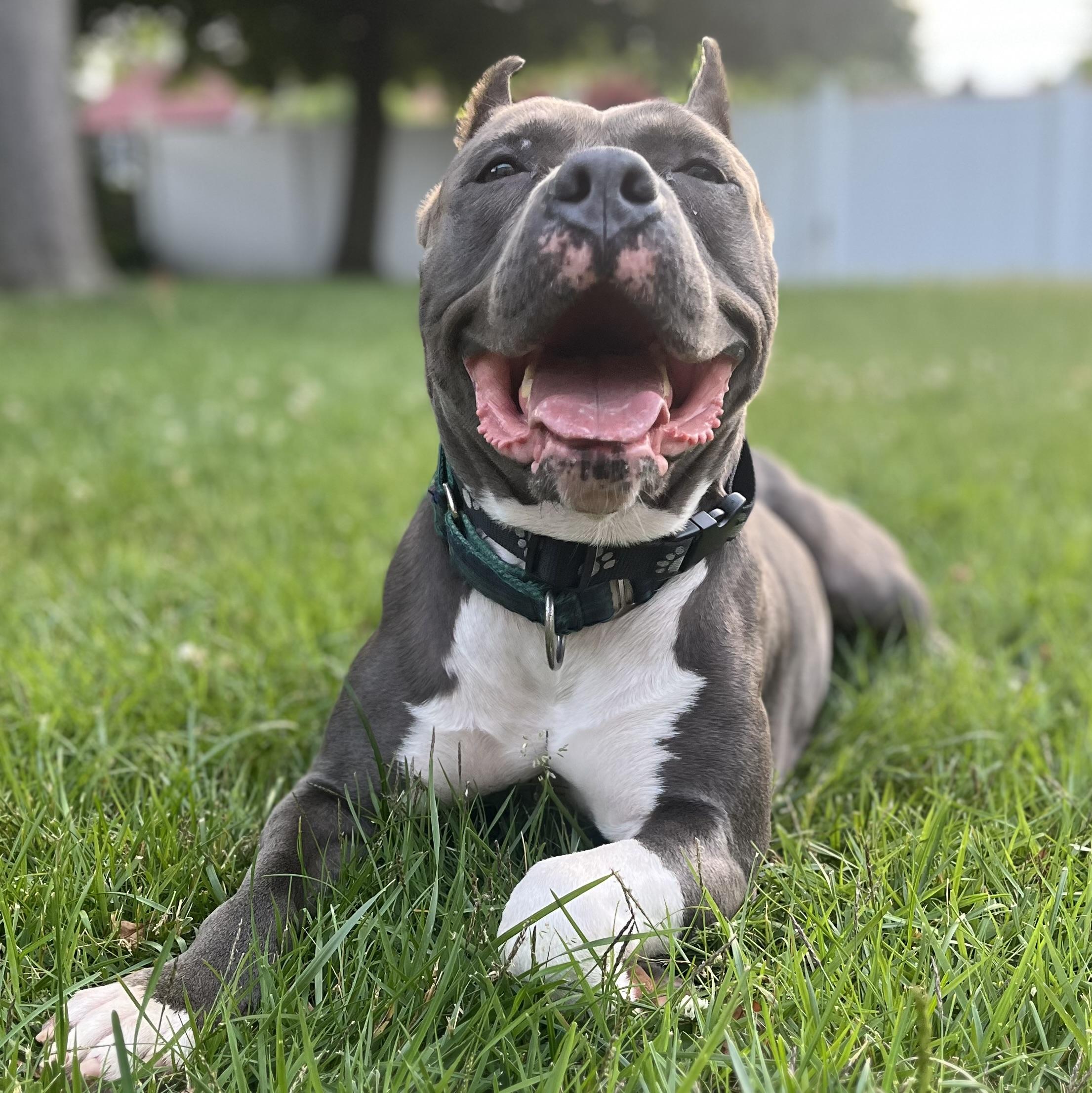 NINA the cuddle queen, a Adoptable American Bully in Cornwall on Hudson, NY image 3/6