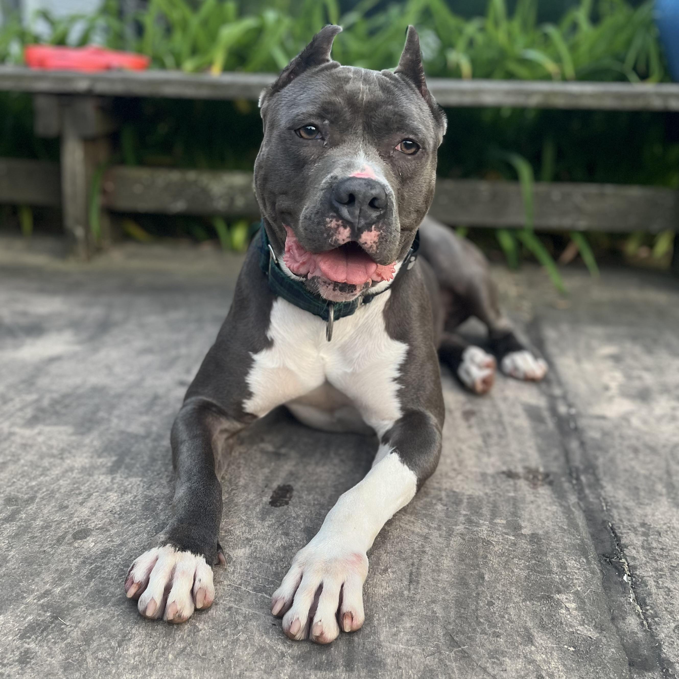 NINA the cuddle queen, a Adoptable American Bully in Cornwall on Hudson, NY image 4/6