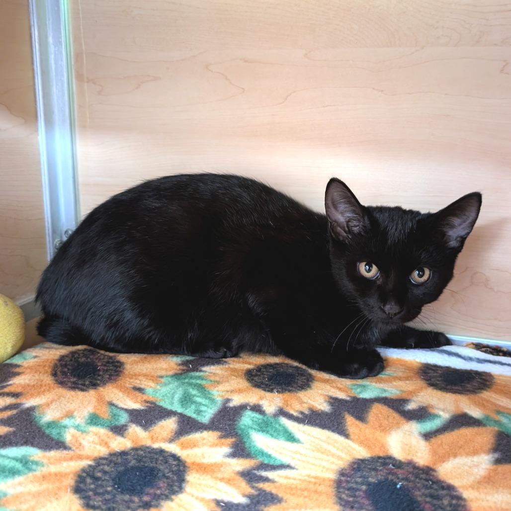 Enlarge Clue, a Adoptable Domestic Short Hair in Brookfield, WI image 1/2