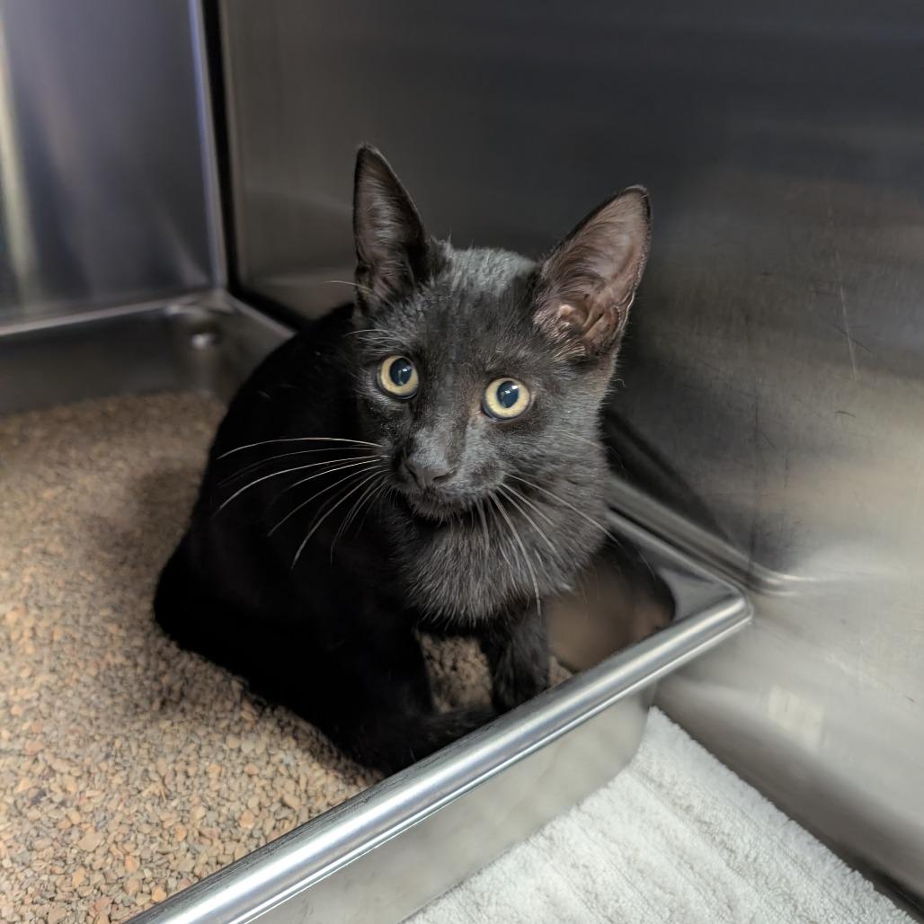 Enlarge Clue, a Adoptable Domestic Short Hair in Brookfield, WI image 2/2