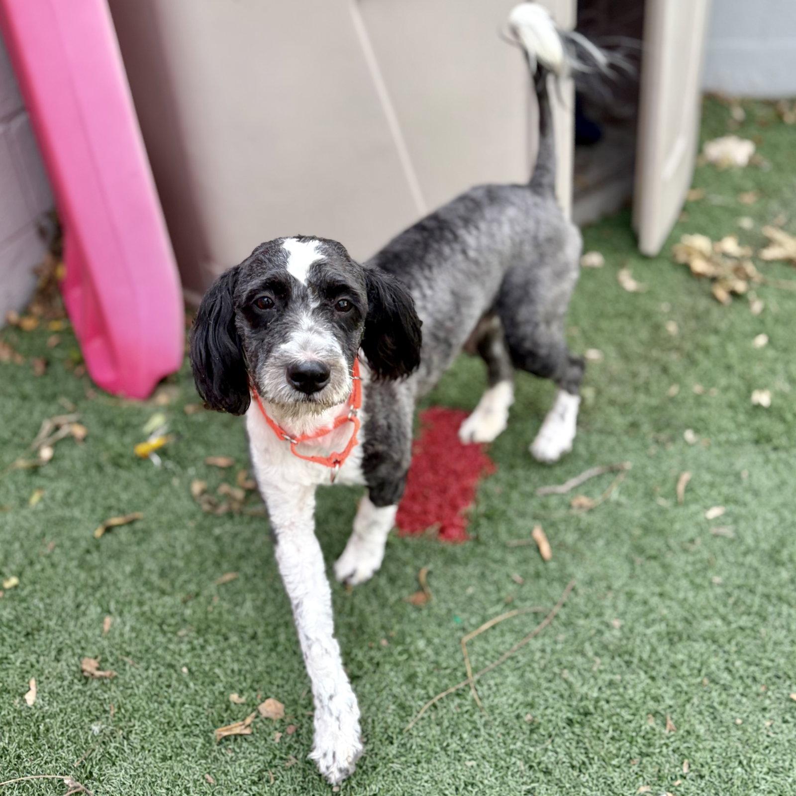 Enlarge Luna, a Adoptable mixed breed in Whitehall, PA image 2/3
