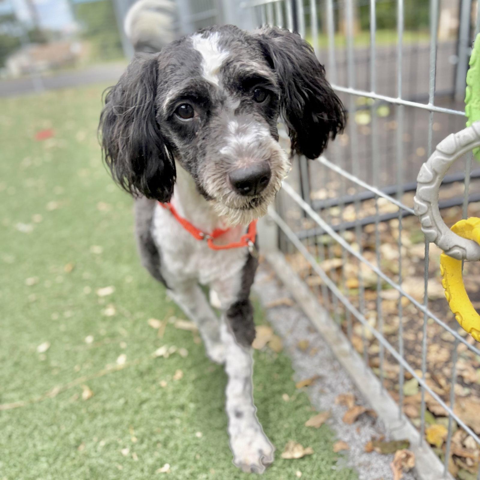 Enlarge Luna, a Adoptable mixed breed in Whitehall, PA image 3/3
