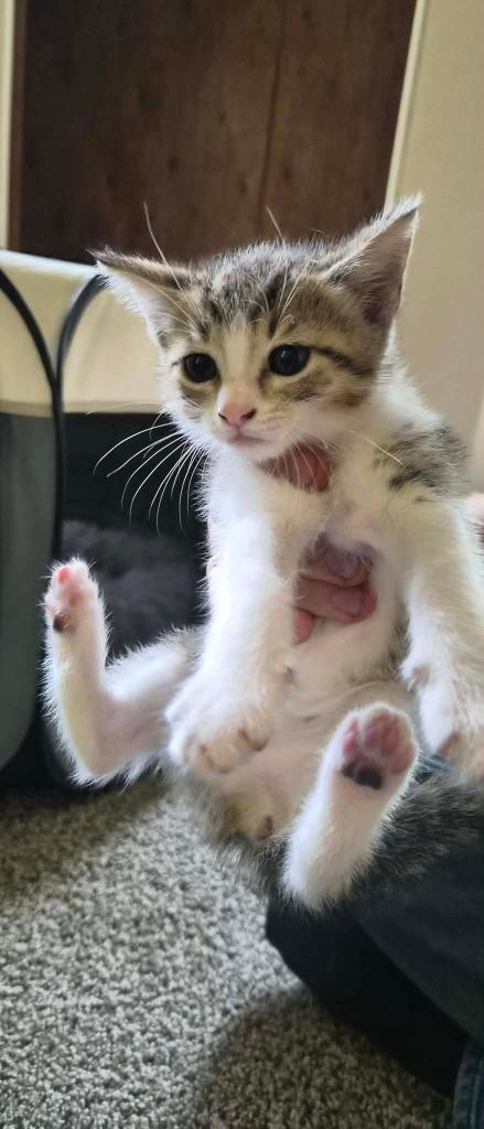 Sandy, Adoptable, Kitten Female Domestic Short Hair.