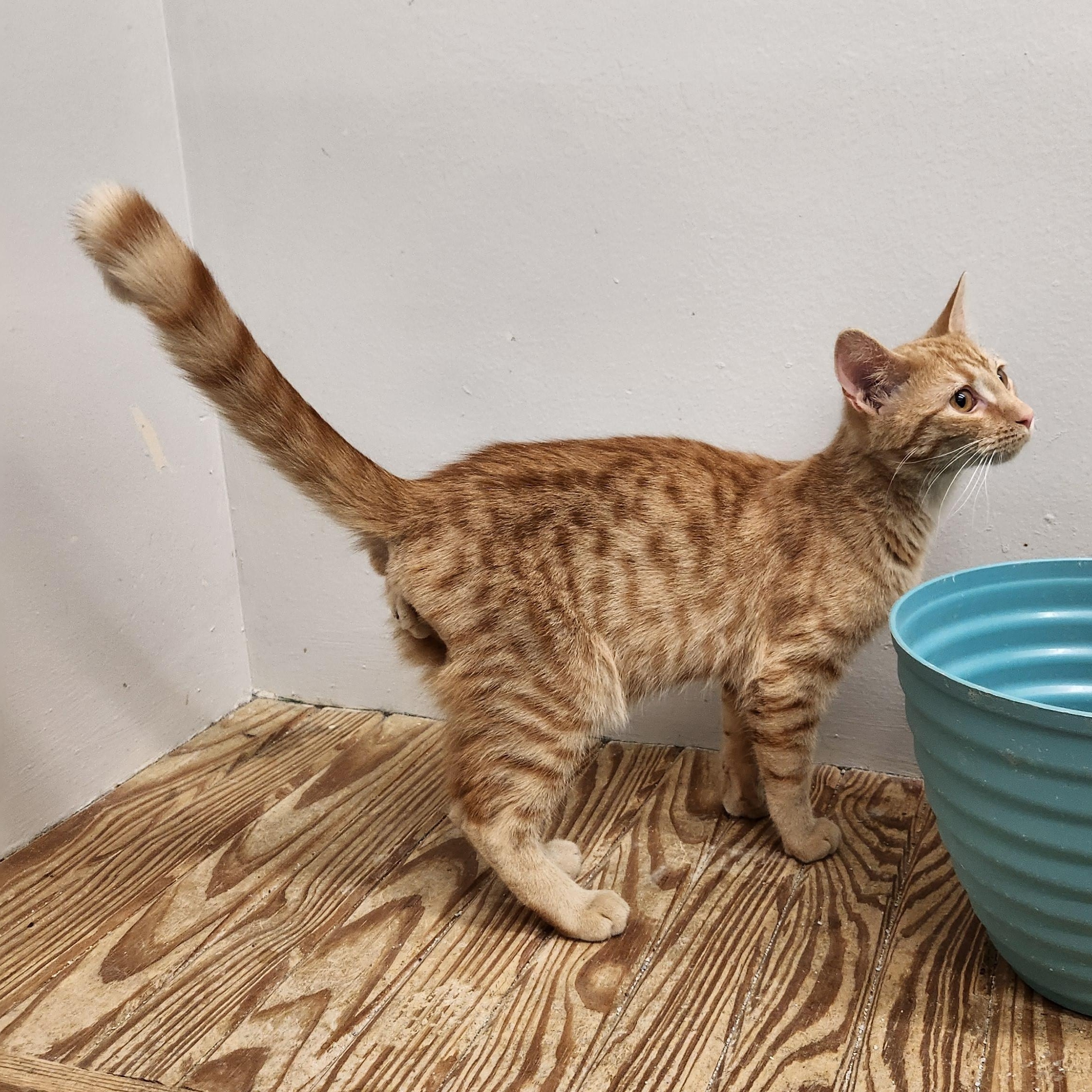 Enlarge Sabastian , an adopted Domestic Short Hair in Sharon, PA image 2/2