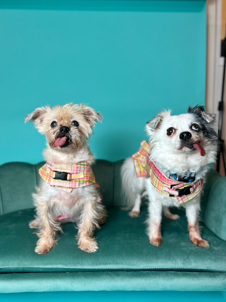 Enlarge Lovey and Ladybug, a ADOPTABLE mixed breed in Foster, RI image 5/6
