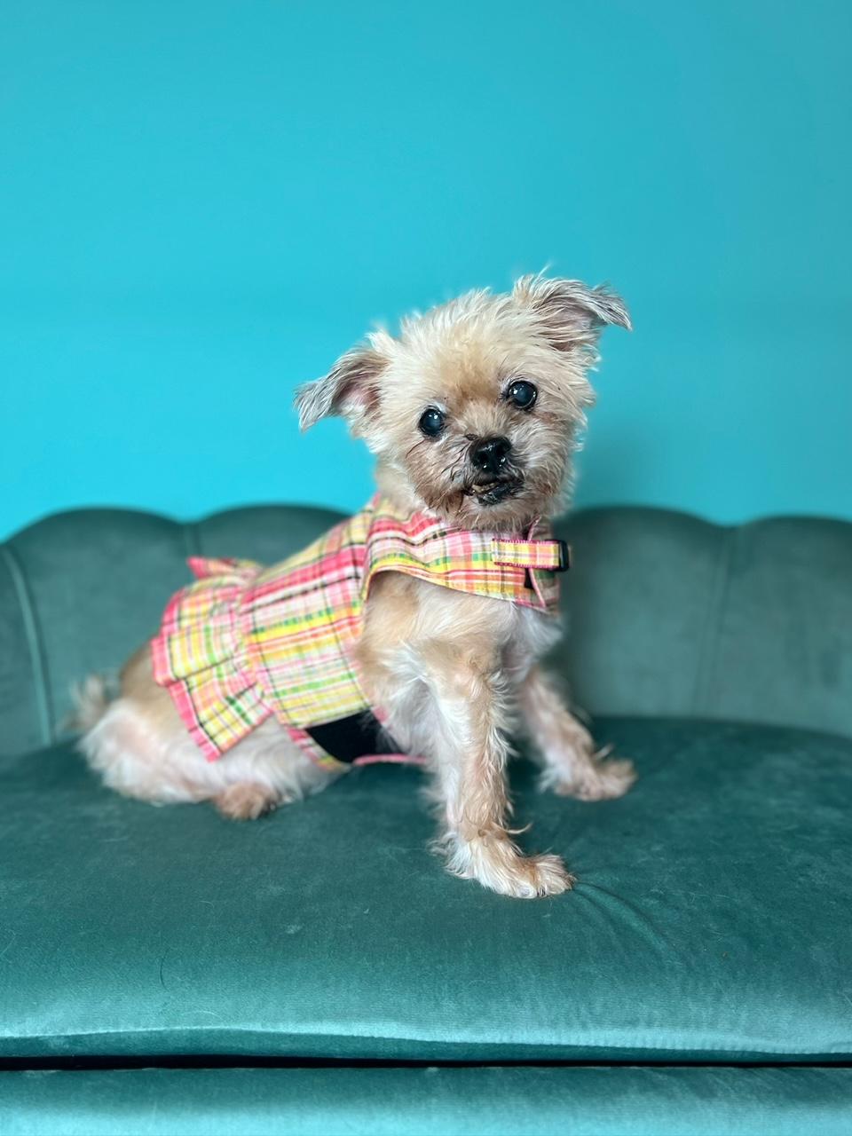 Enlarge Lovey and Ladybug, a ADOPTABLE mixed breed in Foster, RI image 6/6