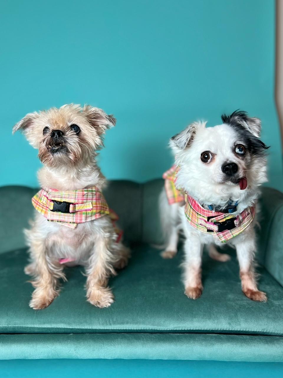 Lovey and Ladybug, ADOPTABLE, Senior Female Papillon & Brussels Griffon.