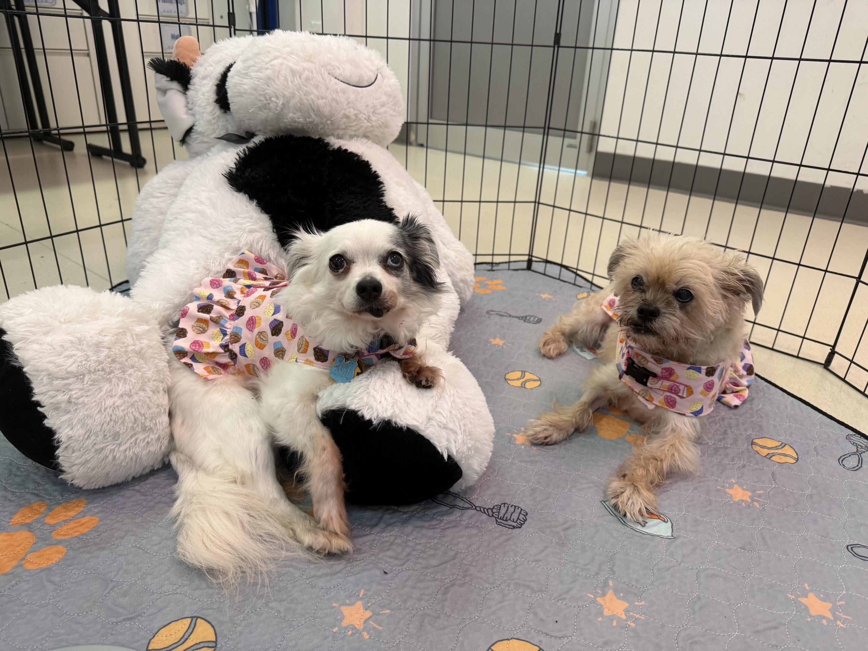 Enlarge Lovey and Ladybug, a ADOPTABLE mixed breed in Foster, RI image 4/6
