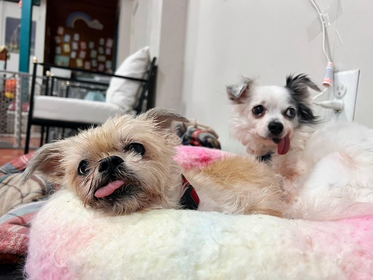 Enlarge Lovey and Ladybug, a ADOPTABLE mixed breed in Foster, RI image 2/6