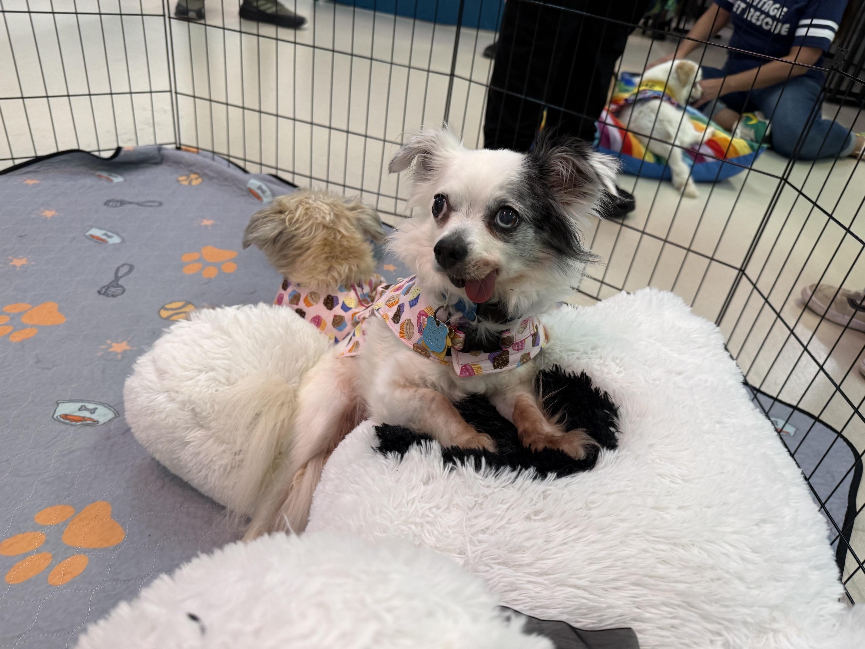 Enlarge Lovey and Ladybug, a ADOPTABLE mixed breed in Foster, RI image 3/6