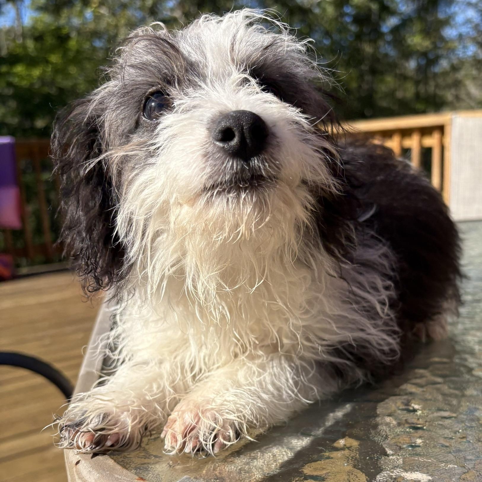 Enlarge BLU, a Adopted Aussiedoodle in Chicopee, MA image 3/5