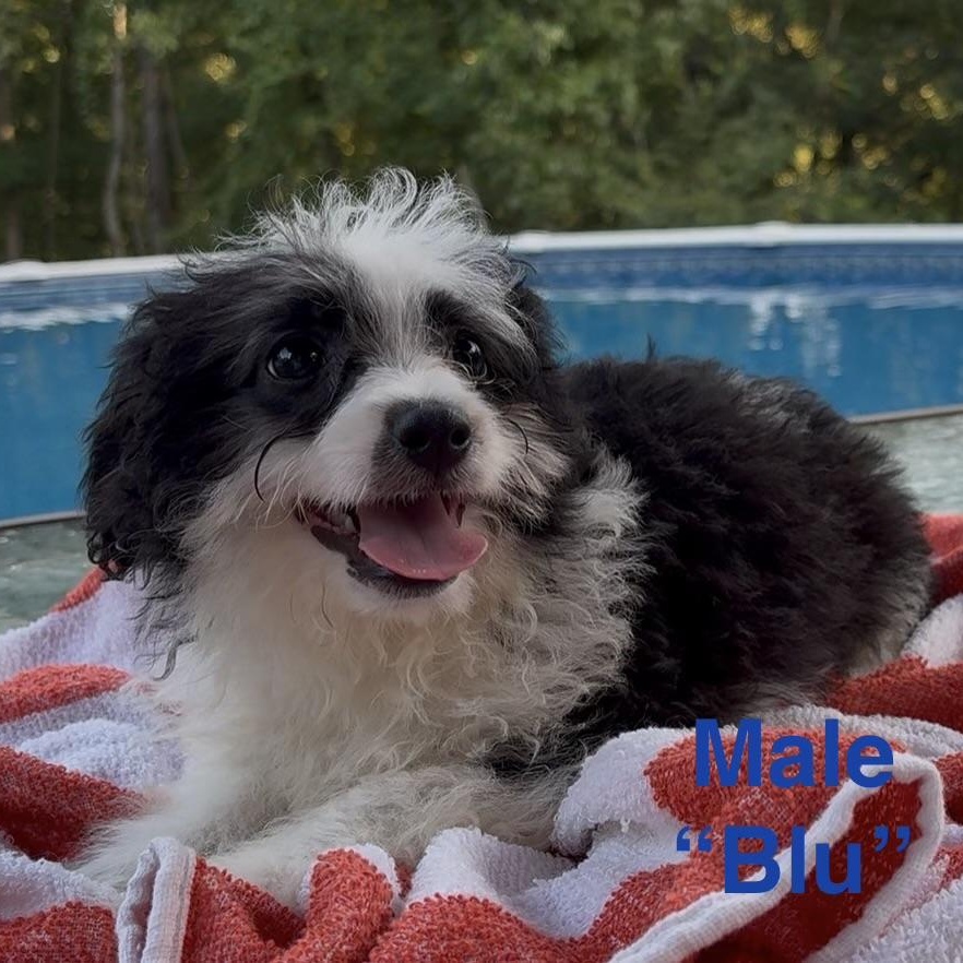 Enlarge BLU, a Adopted Aussiedoodle in Chicopee, MA image 2/5