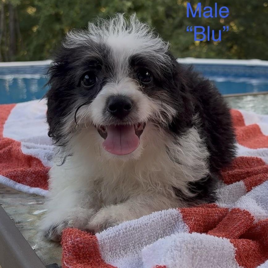 BLU, Adoptable, Puppy Male Aussiedoodle.