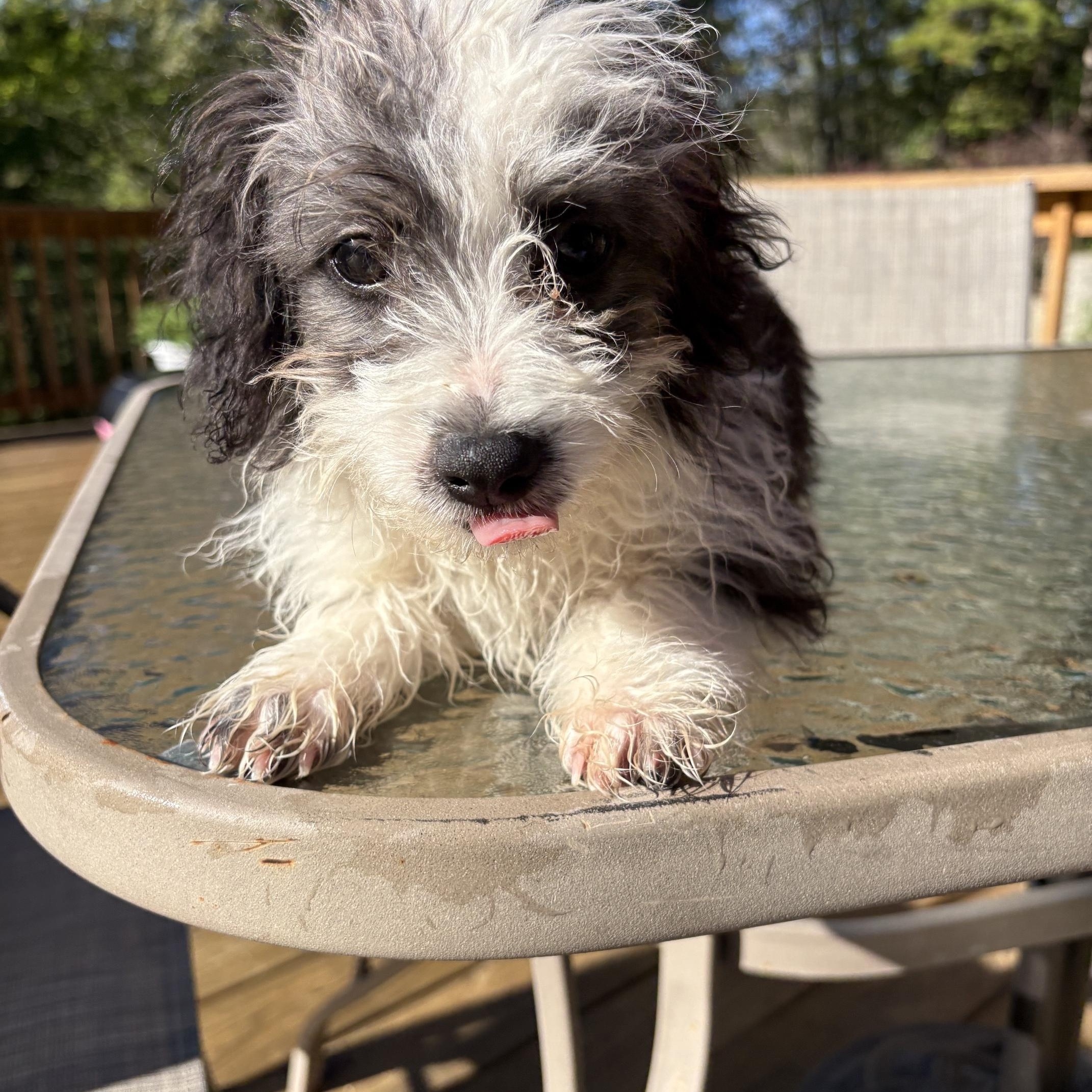 Enlarge BLU, a Adopted Aussiedoodle in Chicopee, MA image 5/5