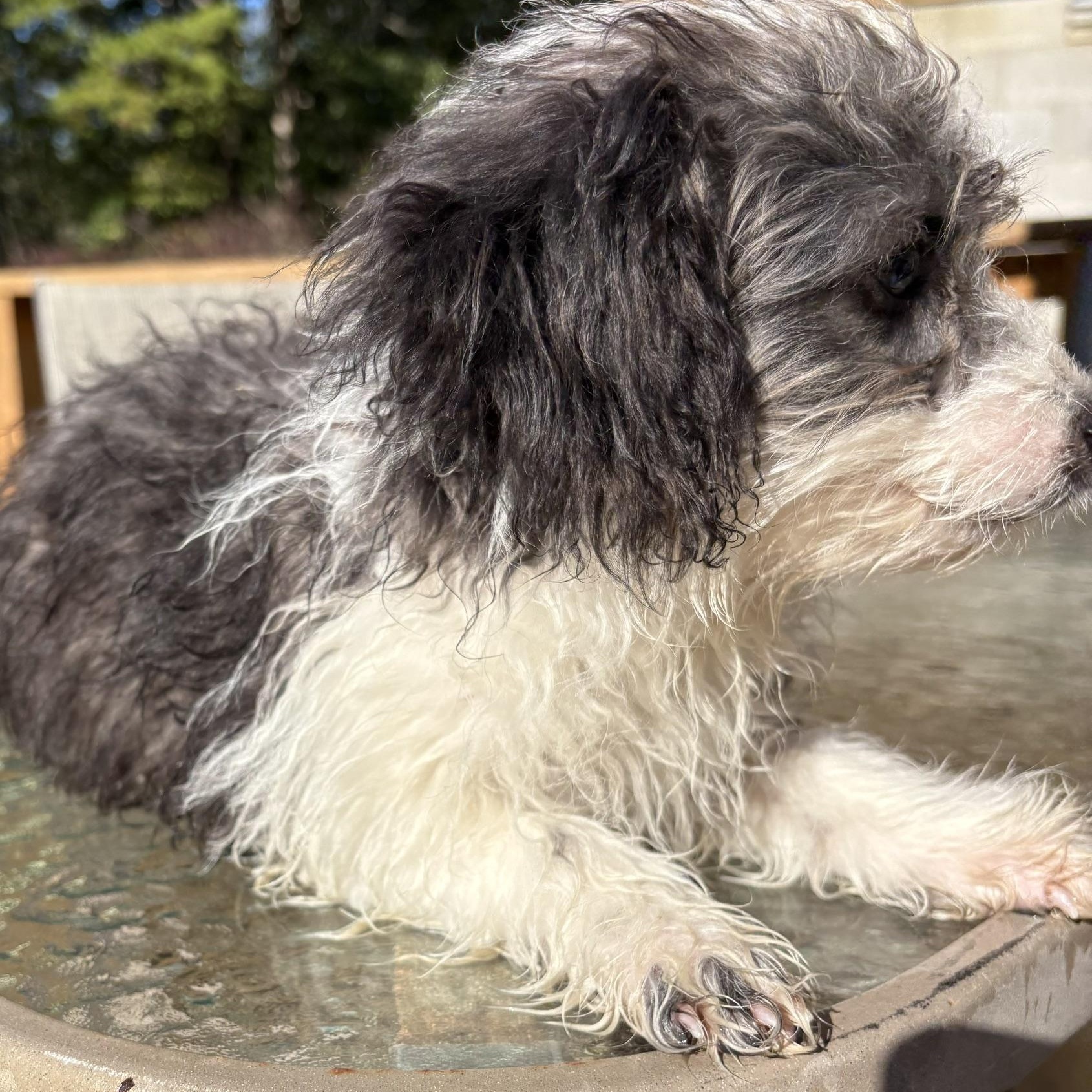 Enlarge BLU, a Adopted Aussiedoodle in Chicopee, MA image 4/5