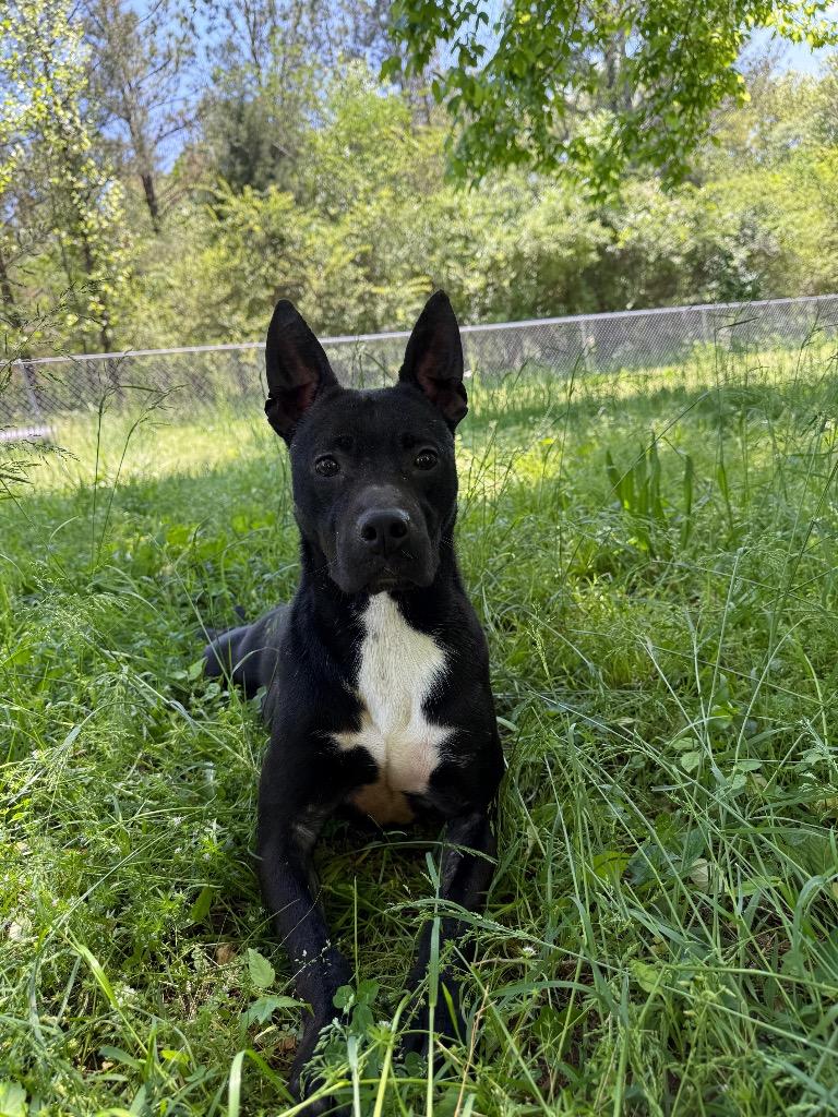 Enlarge Dafny, a Adoptable mixed breed in Lawrenceburg, TN image 1/6