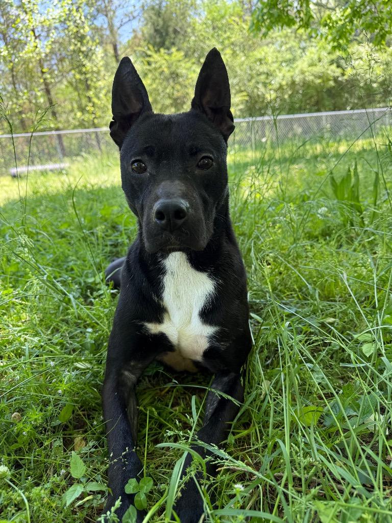 Enlarge Dafny, a Adoptable mixed breed in Lawrenceburg, TN image 2/6