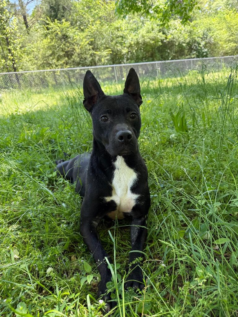 Enlarge Dafny, a Adoptable mixed breed in Lawrenceburg, TN image 4/6