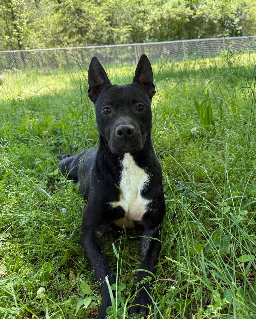 Enlarge Dafny, a Adoptable mixed breed in Lawrenceburg, TN image 5/6